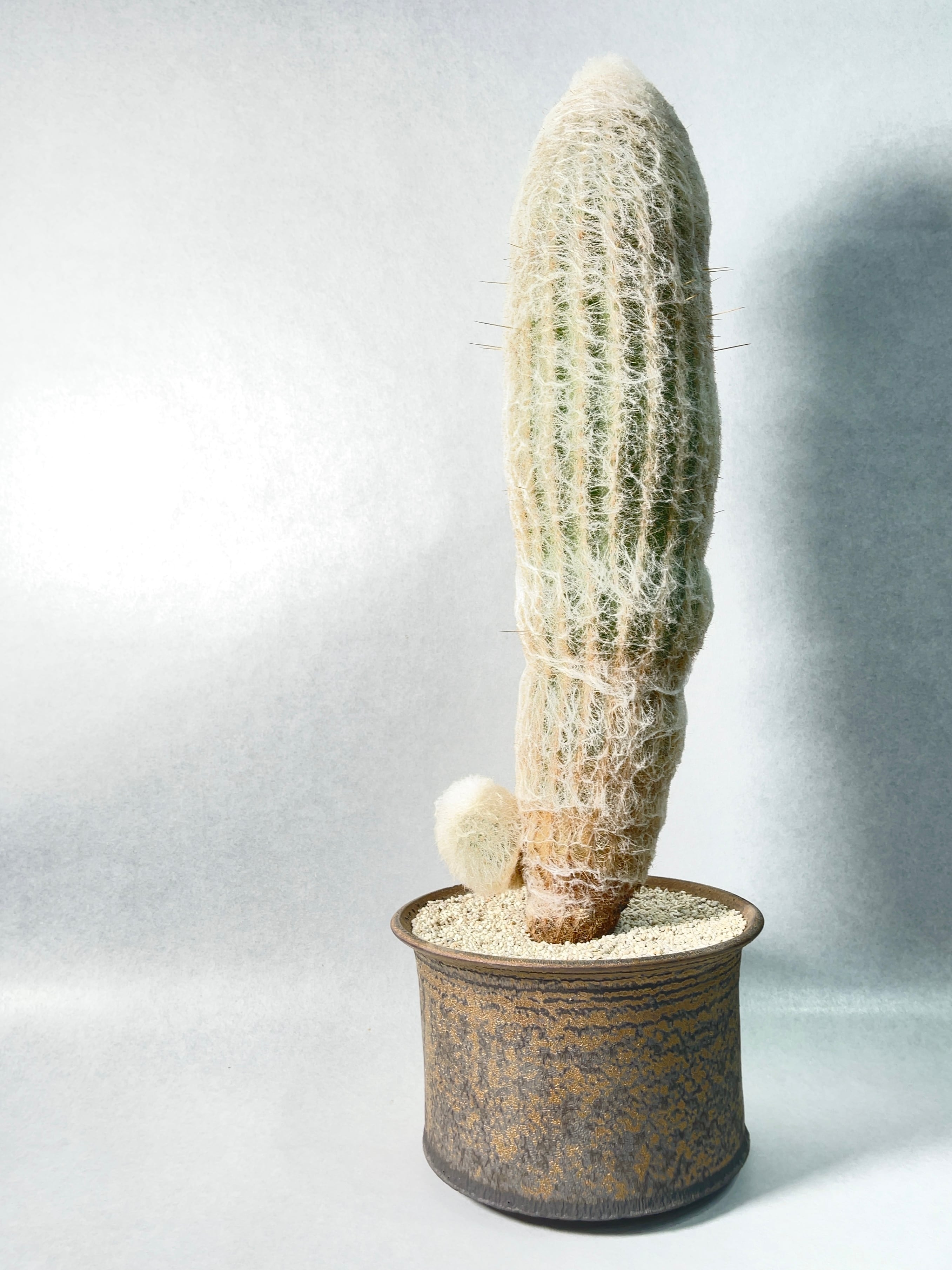 8e65a70793ce512e1fc1fce6e61d10