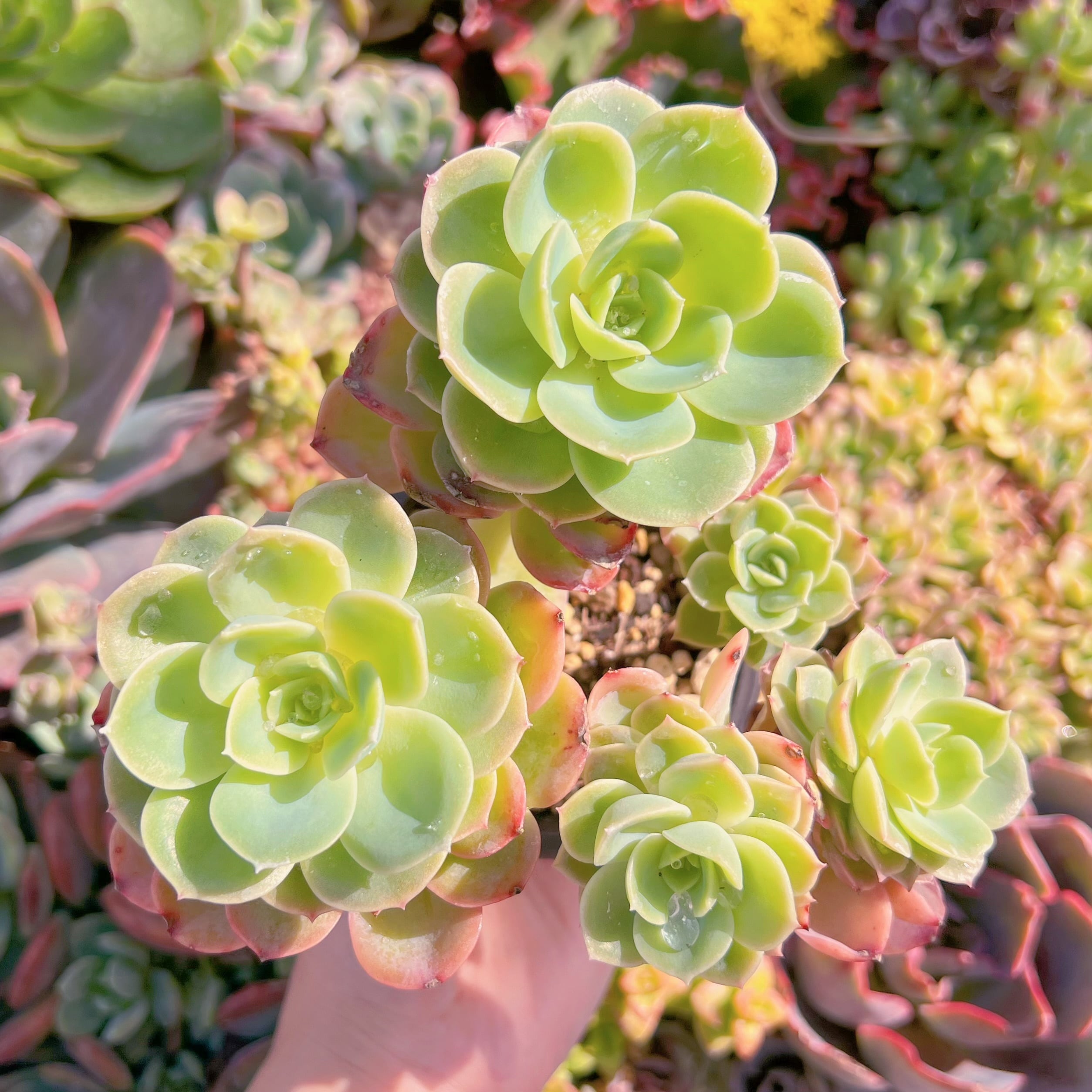 現品　メロン#M017　群生　るる農園