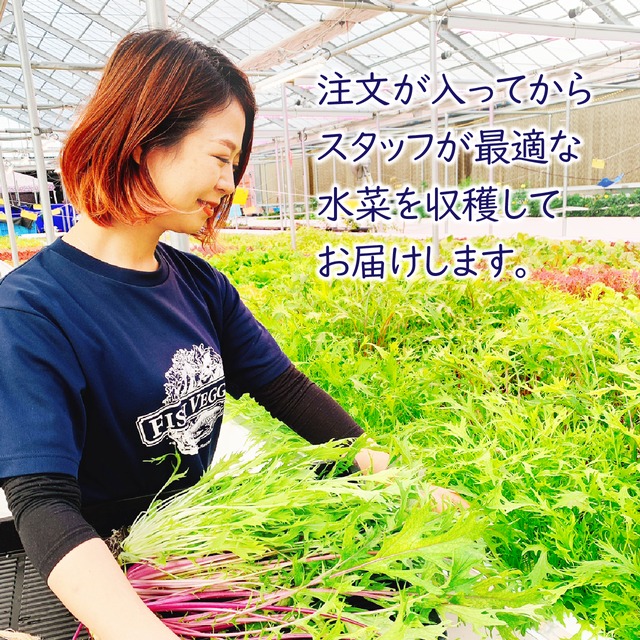【FISH VEGGIES】ミックス水菜　70g　化学肥料/化学農薬不使用だから安心して食べられる