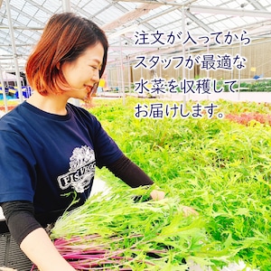 【FISH VEGGIES】ミックス水菜　化学肥料/農薬不使用だから安心して食べられる