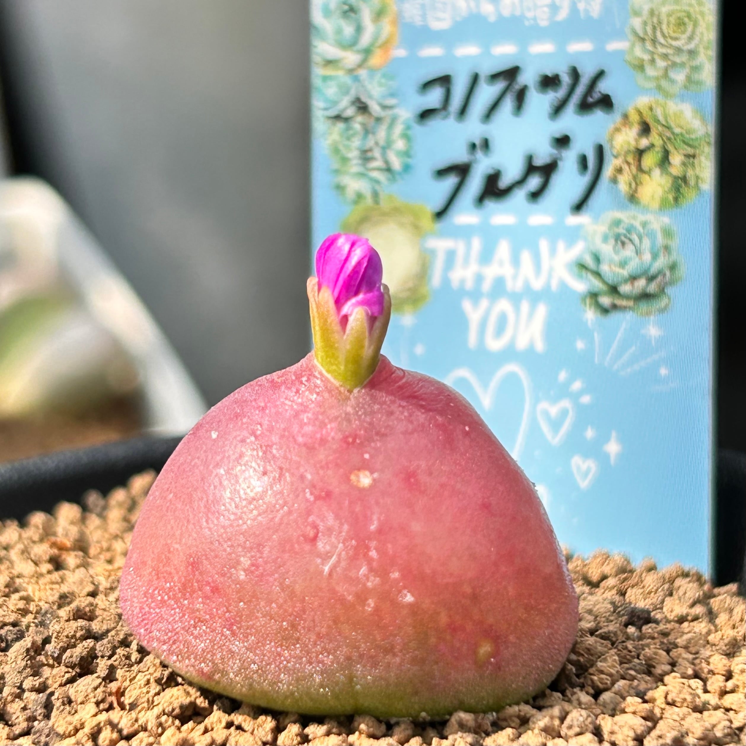 コノフィツム | RuPo 多肉植物専門店