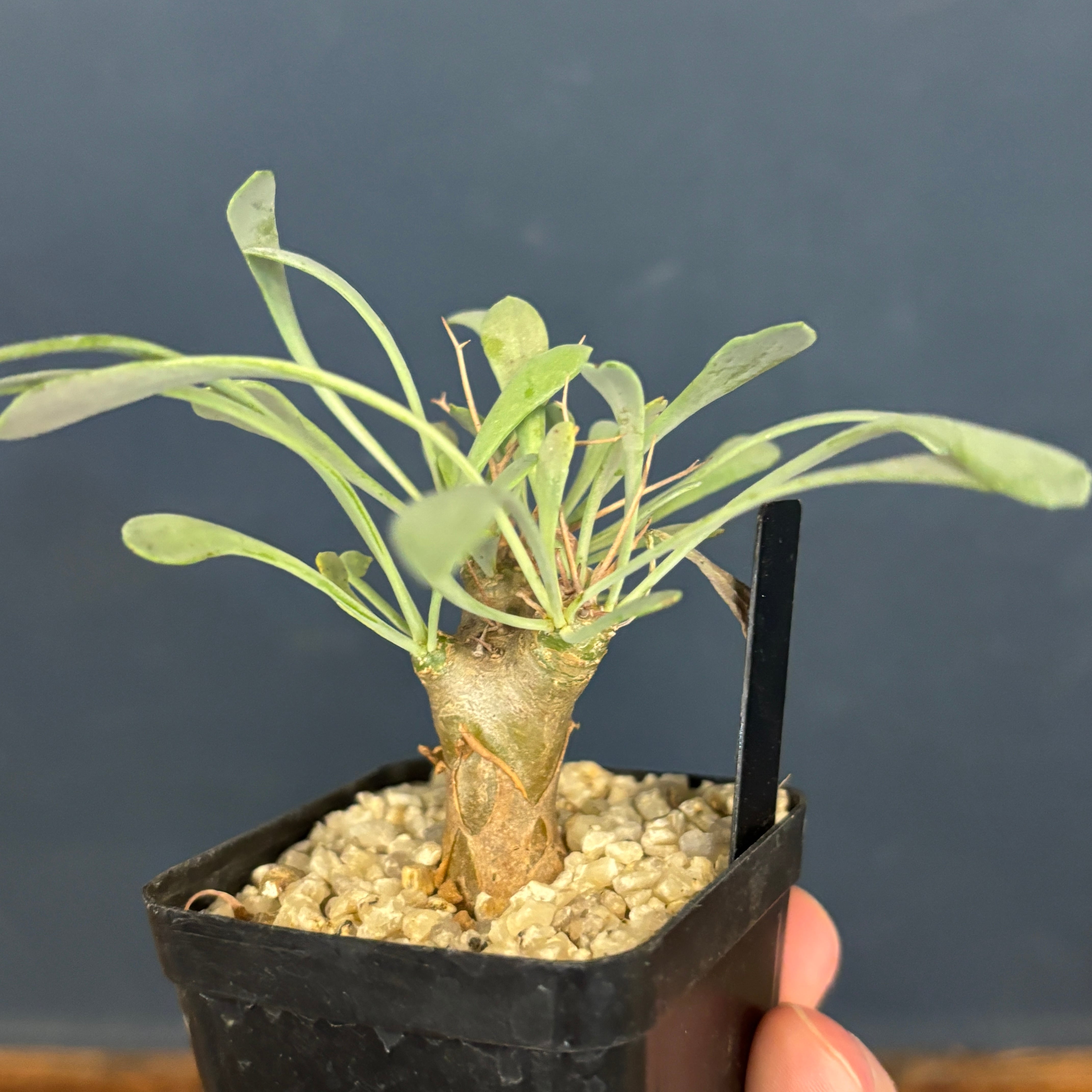 オトンナ ユーフォルビオイデス【926】 | PROTOLEAF プロトリーフ