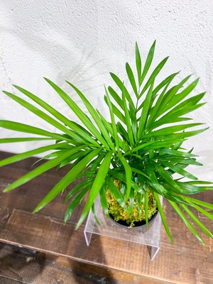 【父の日】テーブルヤシ 苔玉