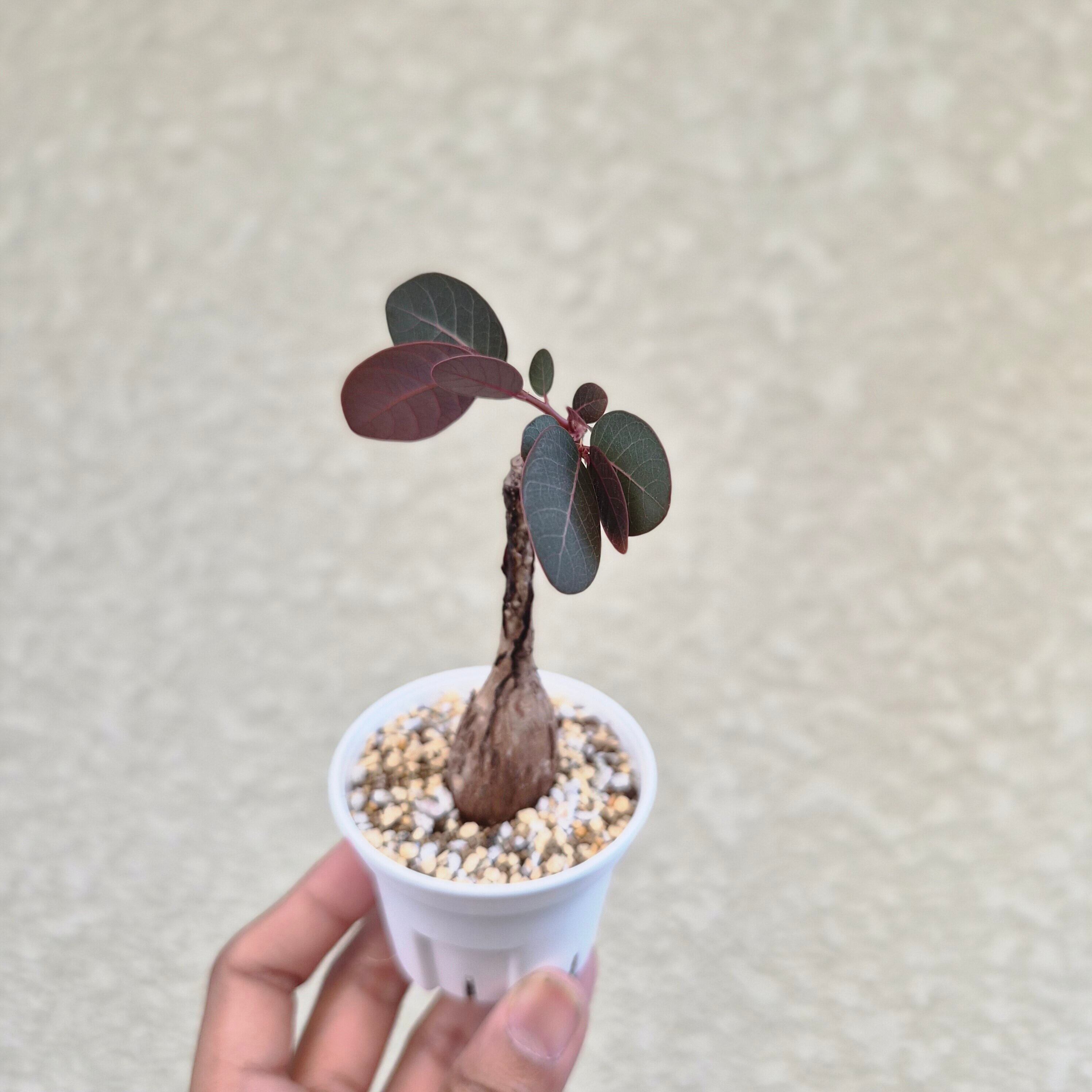 ⑦Sサイズ〚フィランサス・ミラビリス〛Phyllanthus Mirabilis 塊根植物 コーデックス ポット発送