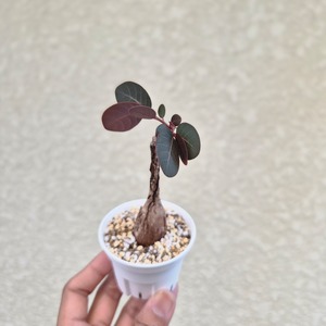⑦Sサイズ〚フィランサス・ミラビリス〛Phyllanthus Mirabilis 塊根植物 コーデックス ポット発送