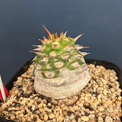 ユーフォルビア サピニー【621】