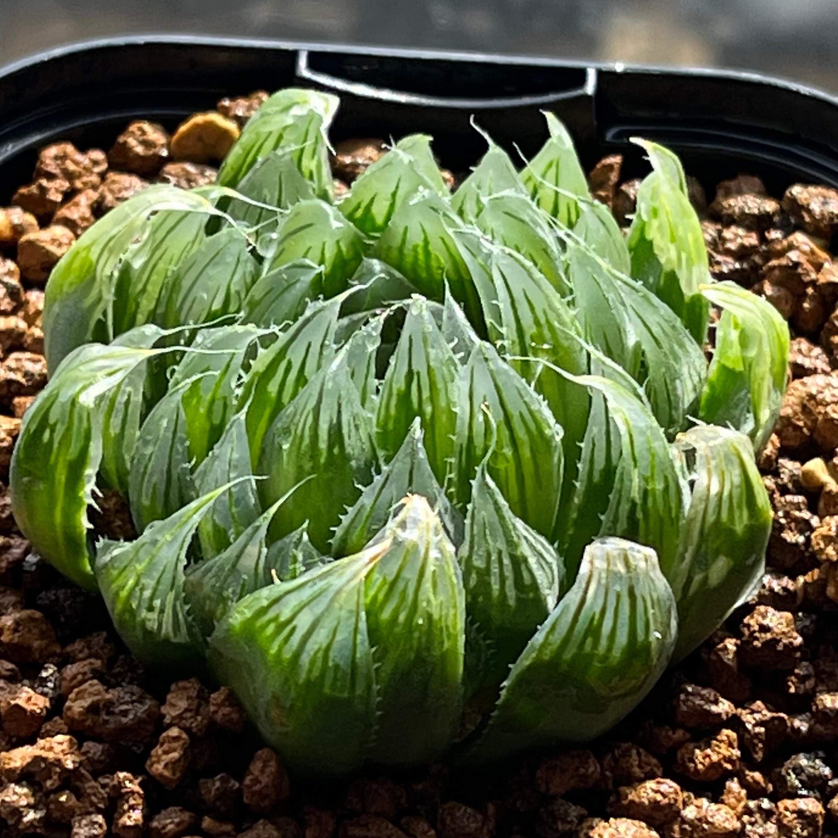 ハオルチア アトロフスカミュータント錦 | mocono_plants