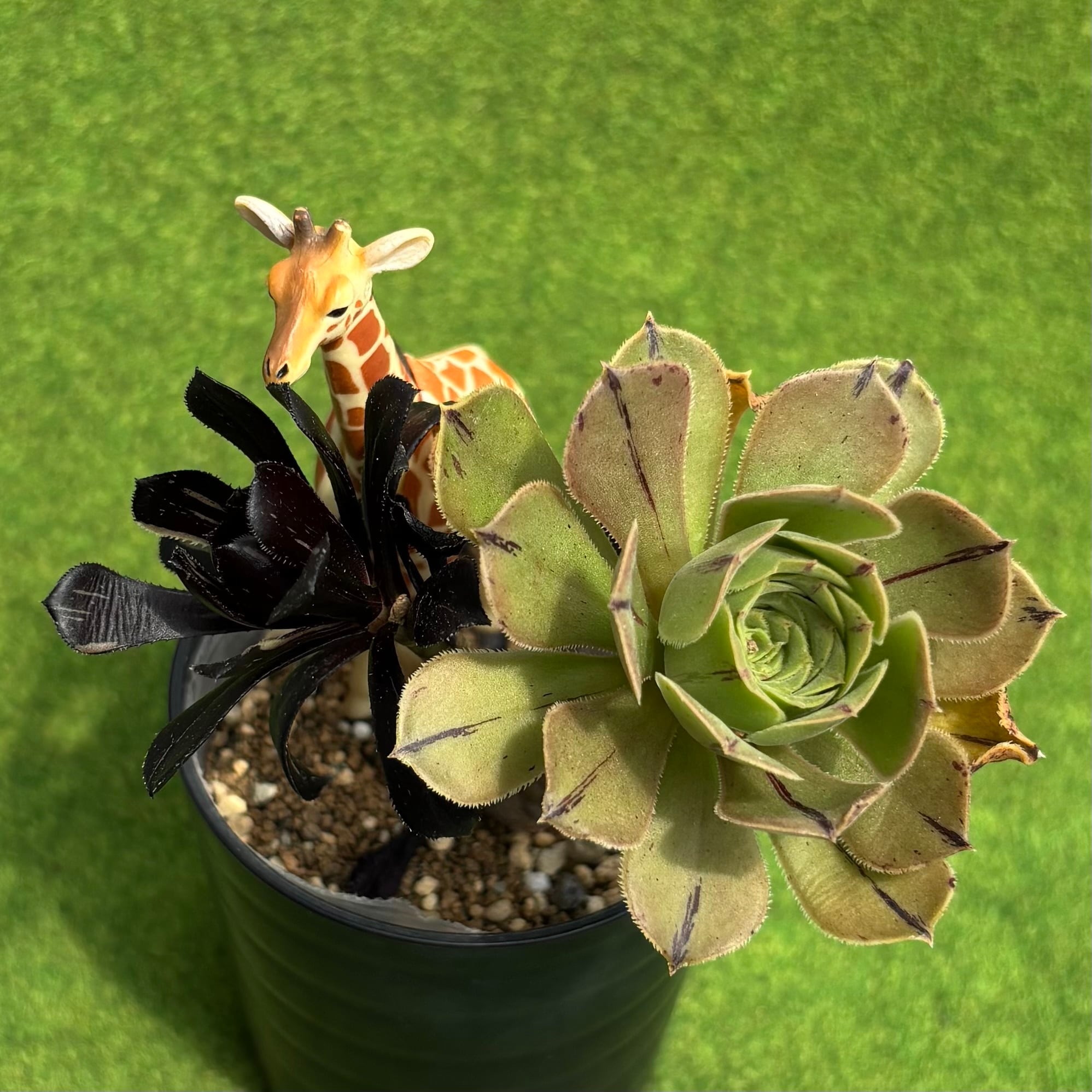 キャッツアイ錦 | 多肉植物 豆彦商店