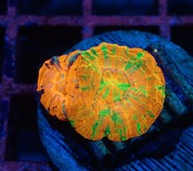 【現地買付】ScolymiaBabyGarden 4