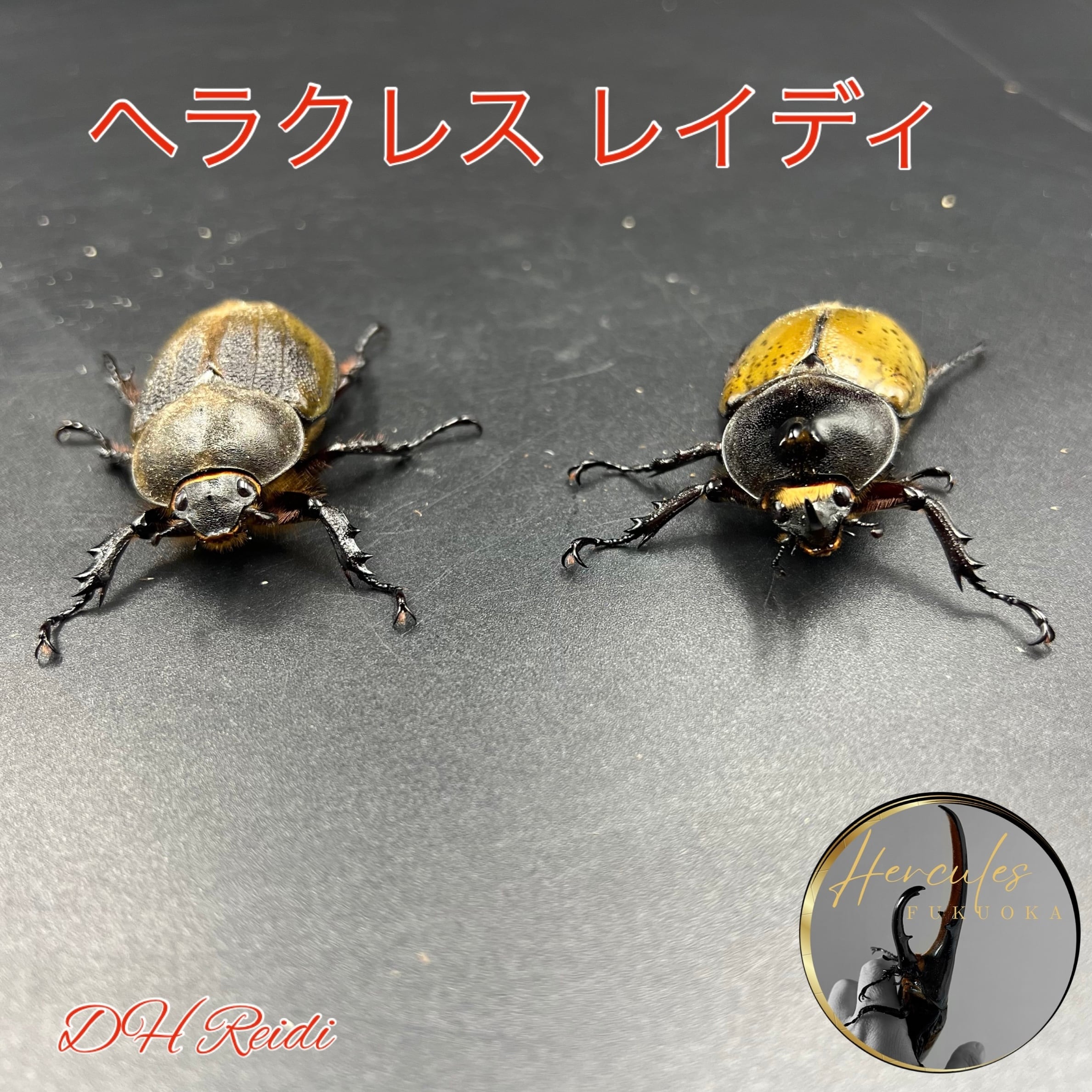 【売り切れ】レッドアイ ヘラクレスオオカブト ♂ 売り切れ】レッドアイ ヘラクレスオオカブト ペア