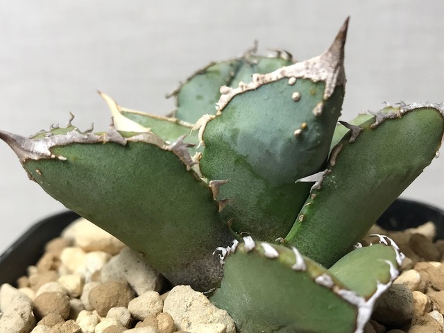 アガベ チタノタ ’鰐亀’（ワニガメ）