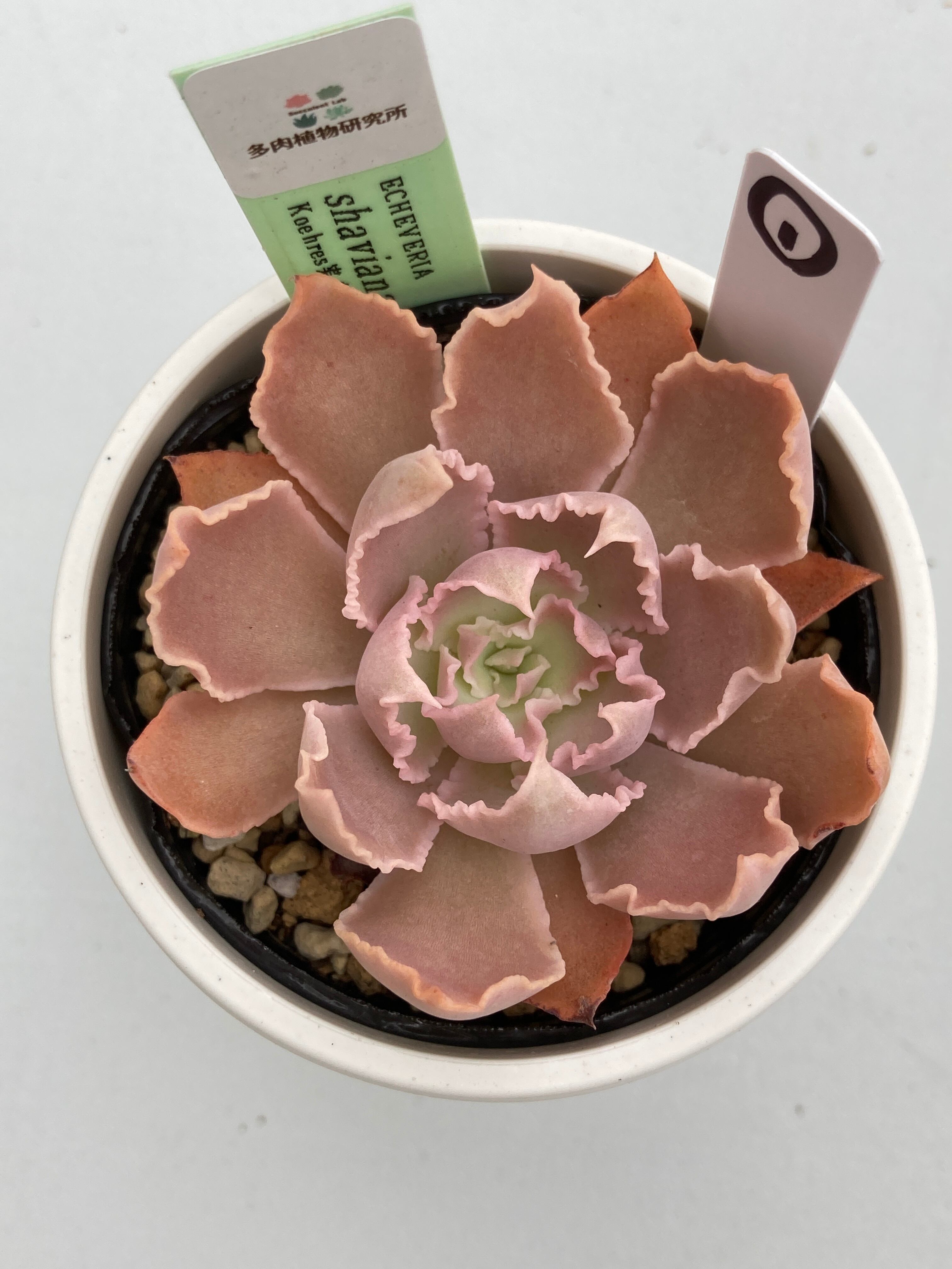 現物商品】ECHEVERIA shaviana,Peregrina ① 原種 実生苗 | 多肉植物研究所