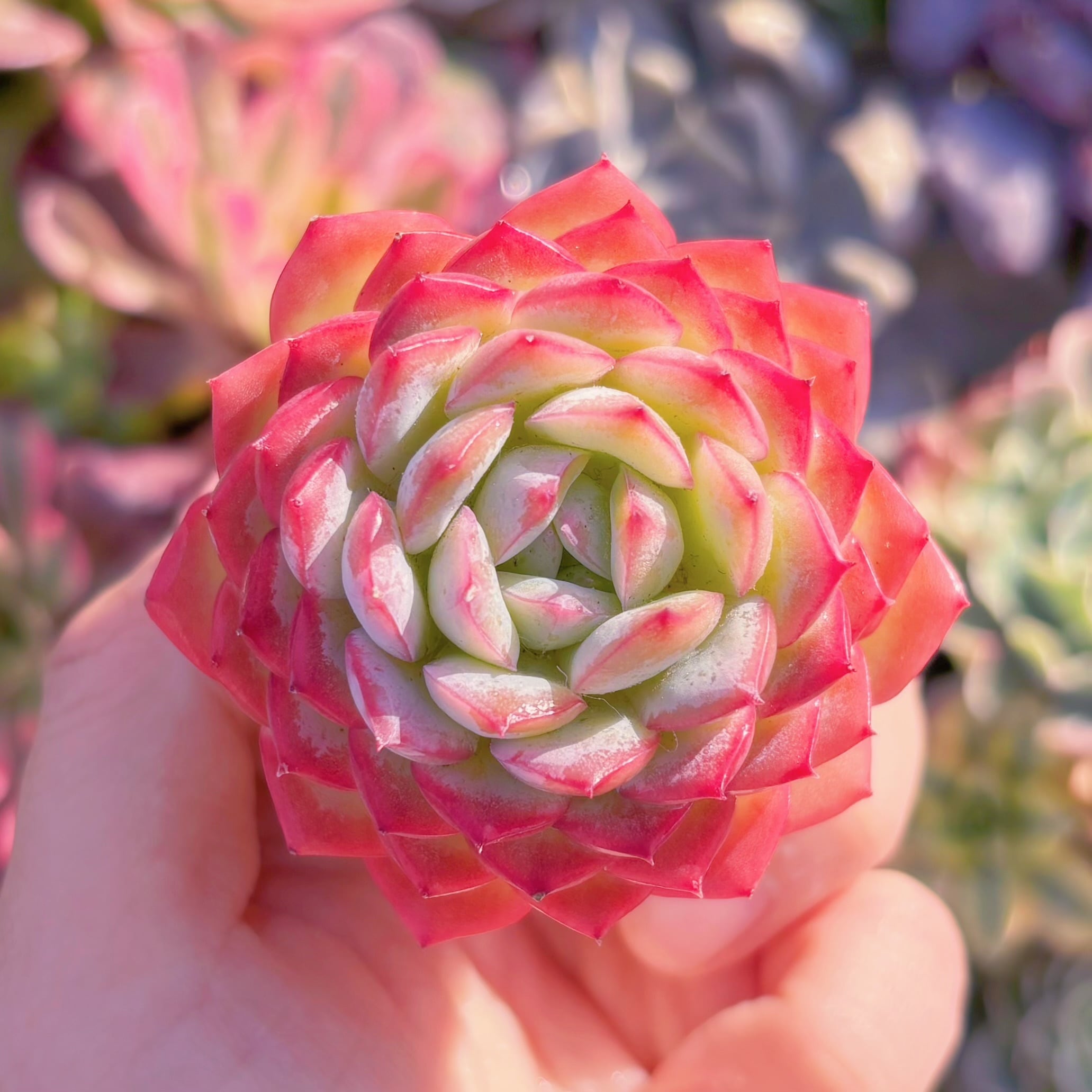 多肉植物　ピンク玉芙蓉　新入荷　るる農園