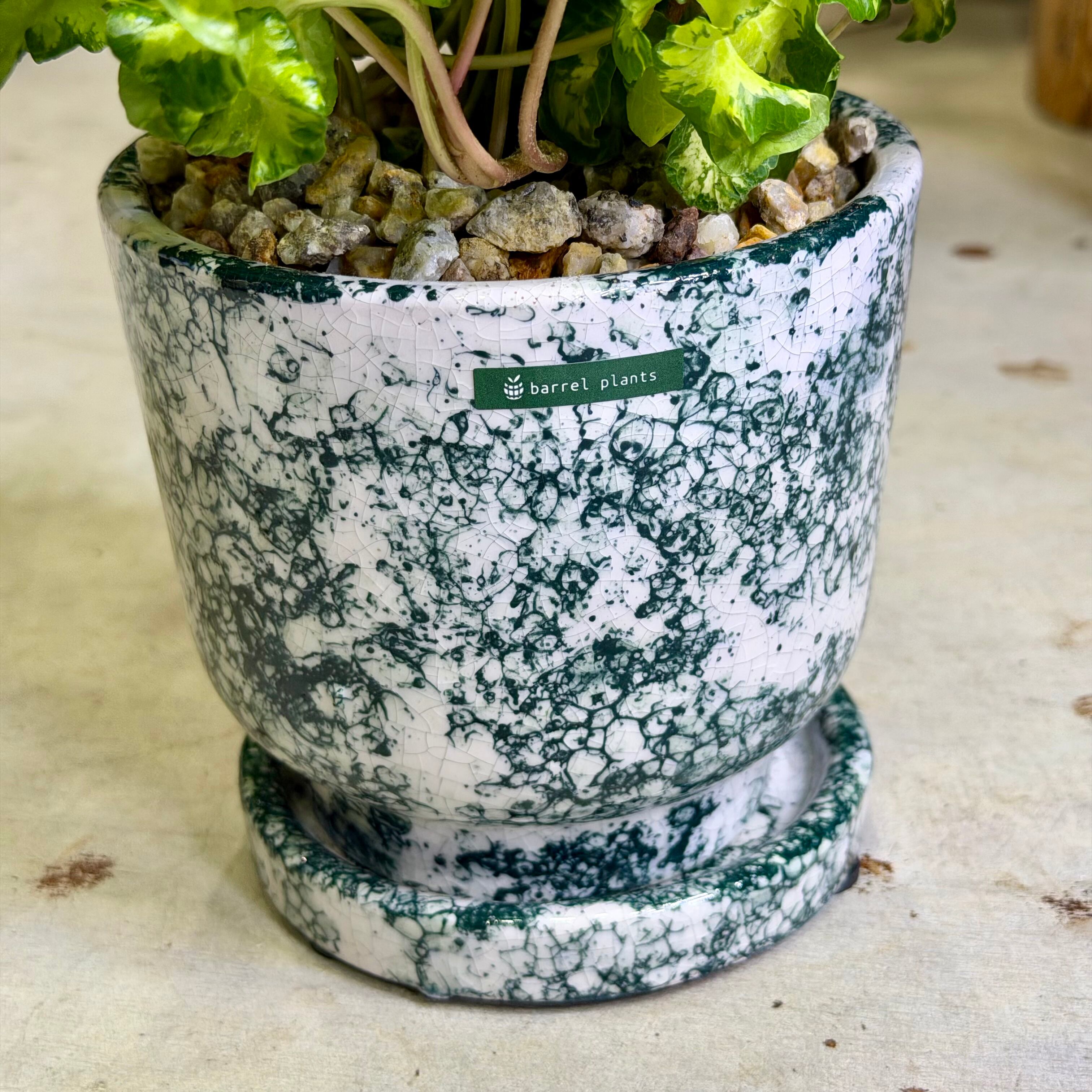 ヘデラムーンライト | barrelplants_BONSAI