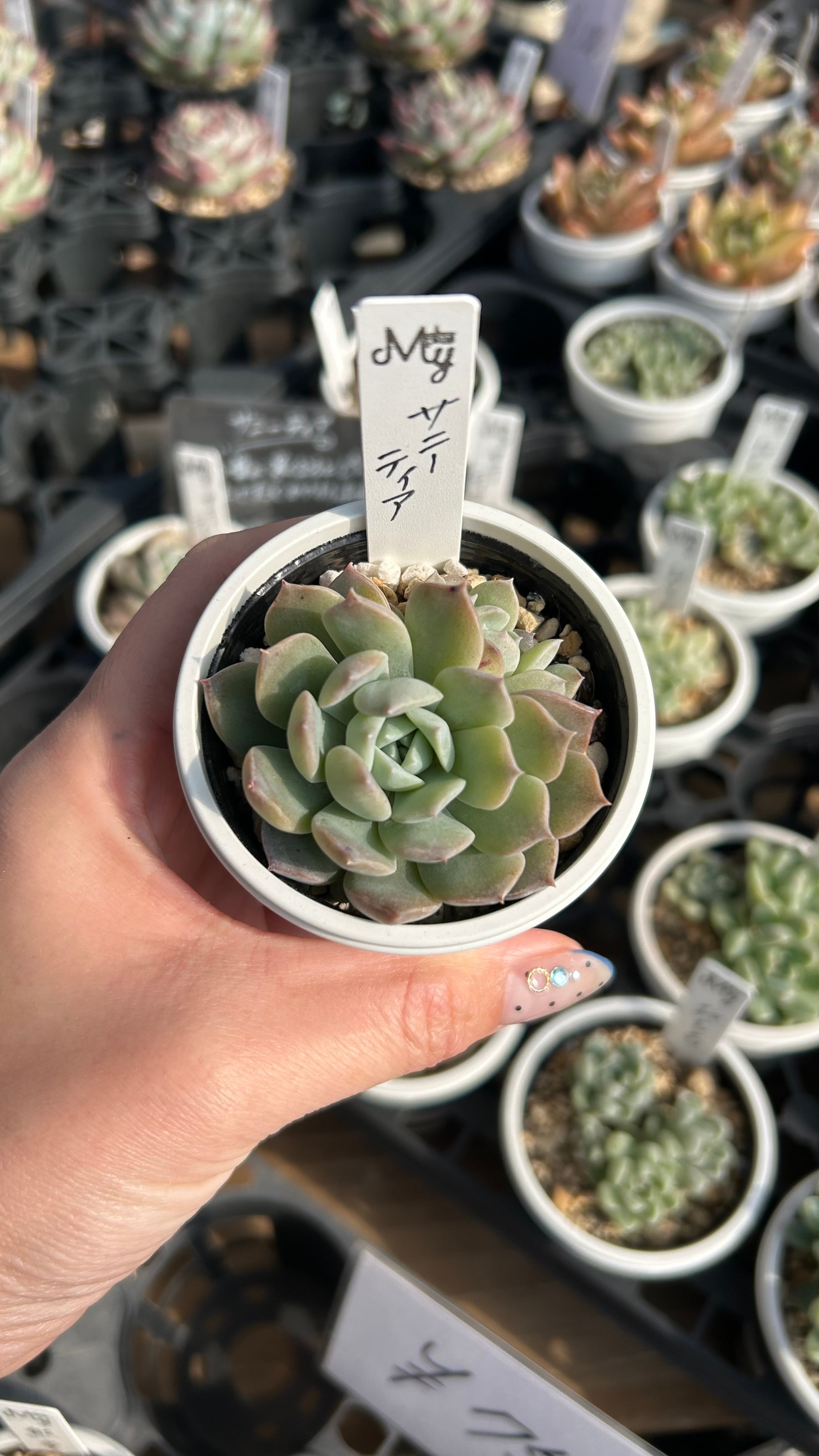 多肉植物 黒銅壺錦 アエオニウム レア 美苗 #黒d2 | PAY ID