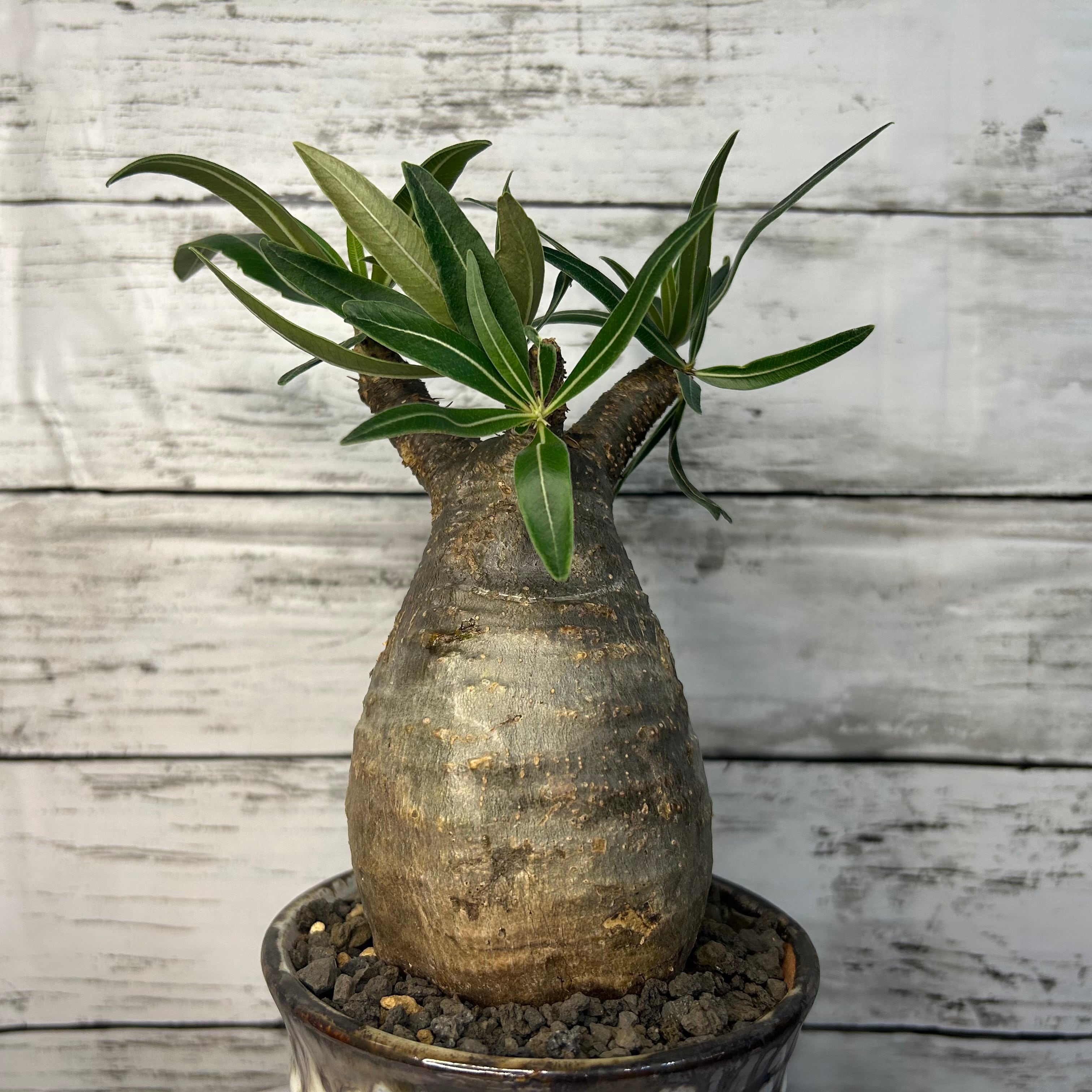 パキポディウム グラキリス 現地球(発根済み) 3号鉢入り(信楽焼) 塊根  