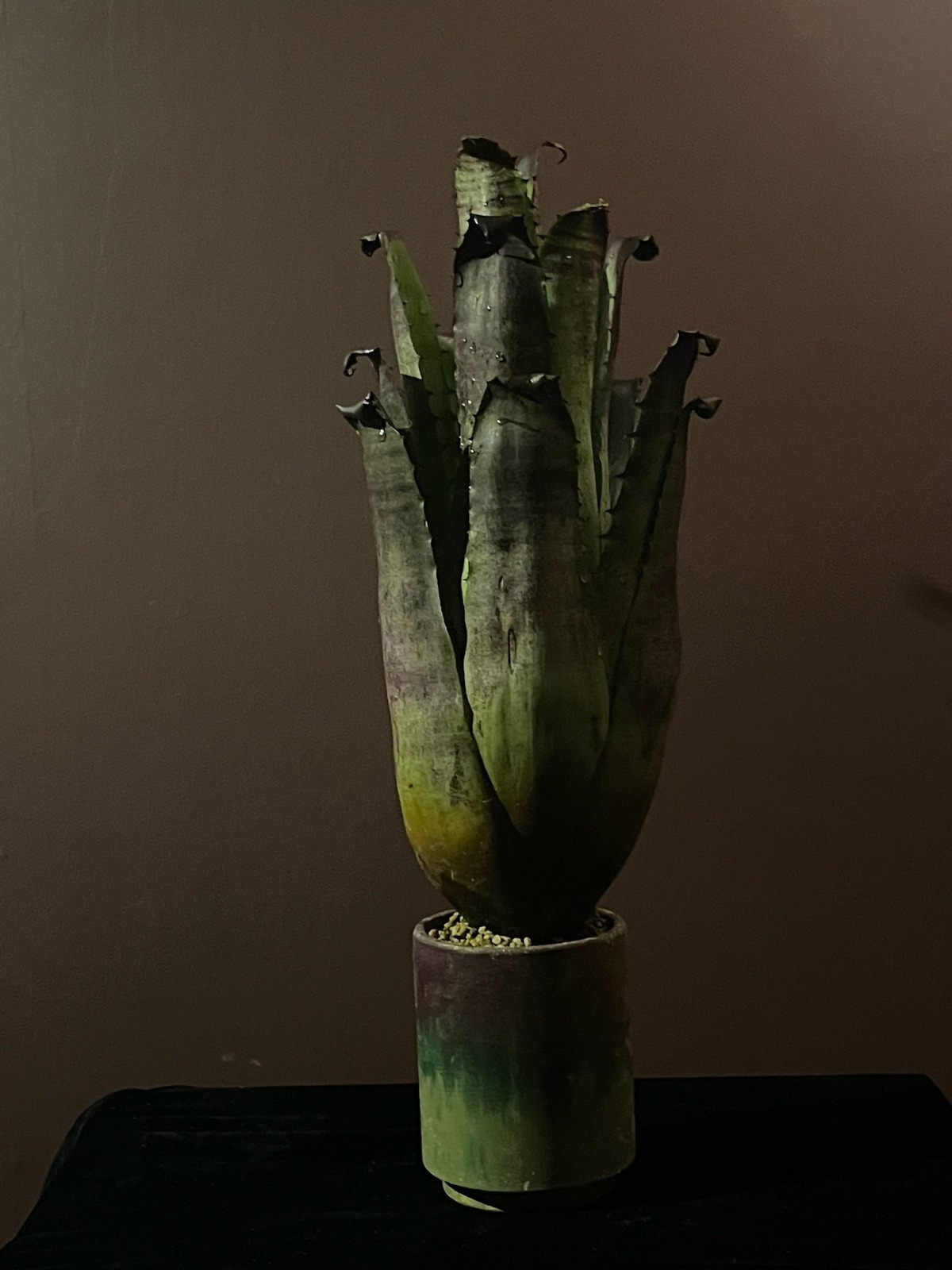 ホヘンベルギア レオポルドホルスティ ブラックフォーム Hohenbergia LeopoldoHorstii 'Black Form