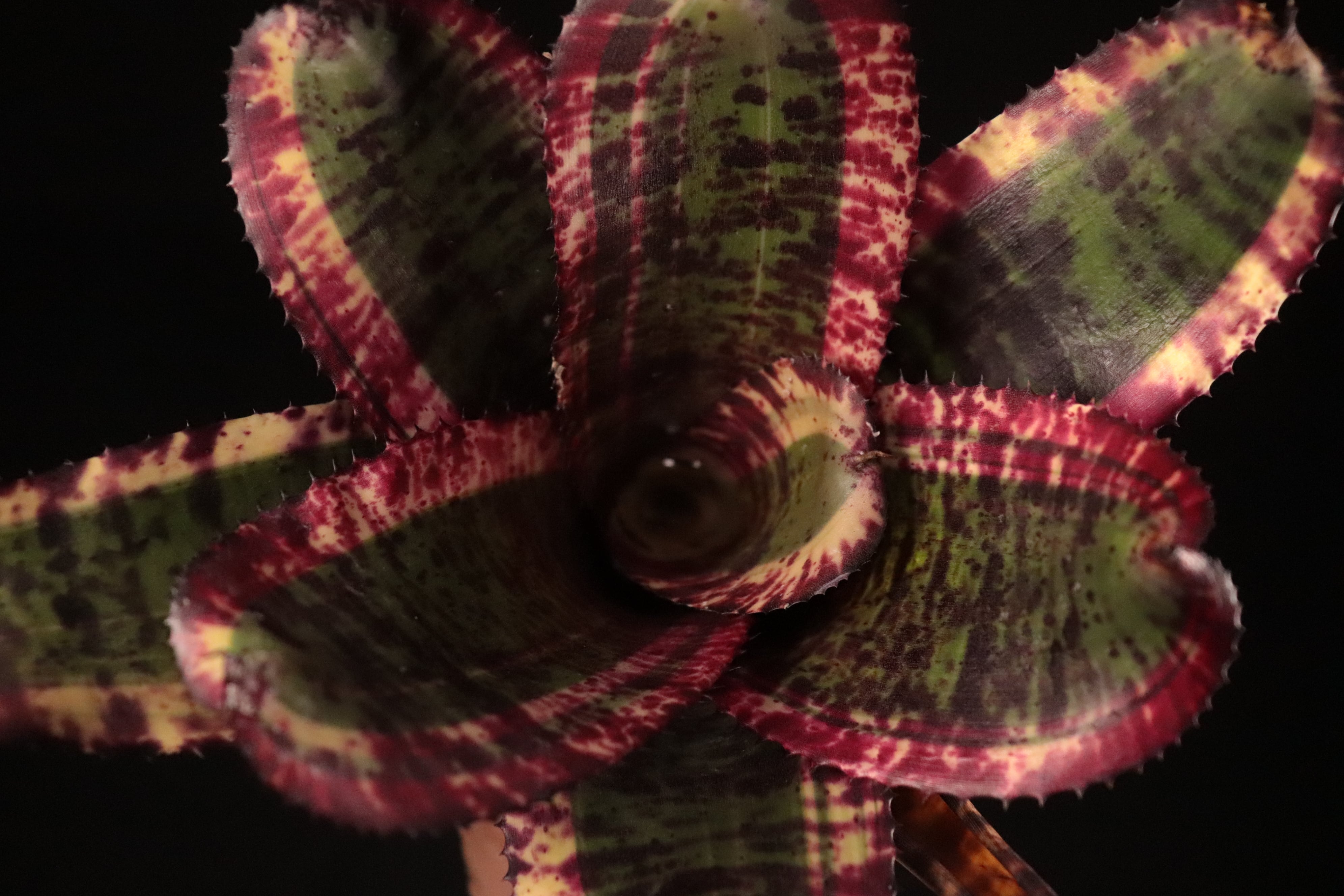 送料無料】Neoregelia 'Black Opal'〔ネオレゲリア〕現品発送N0500