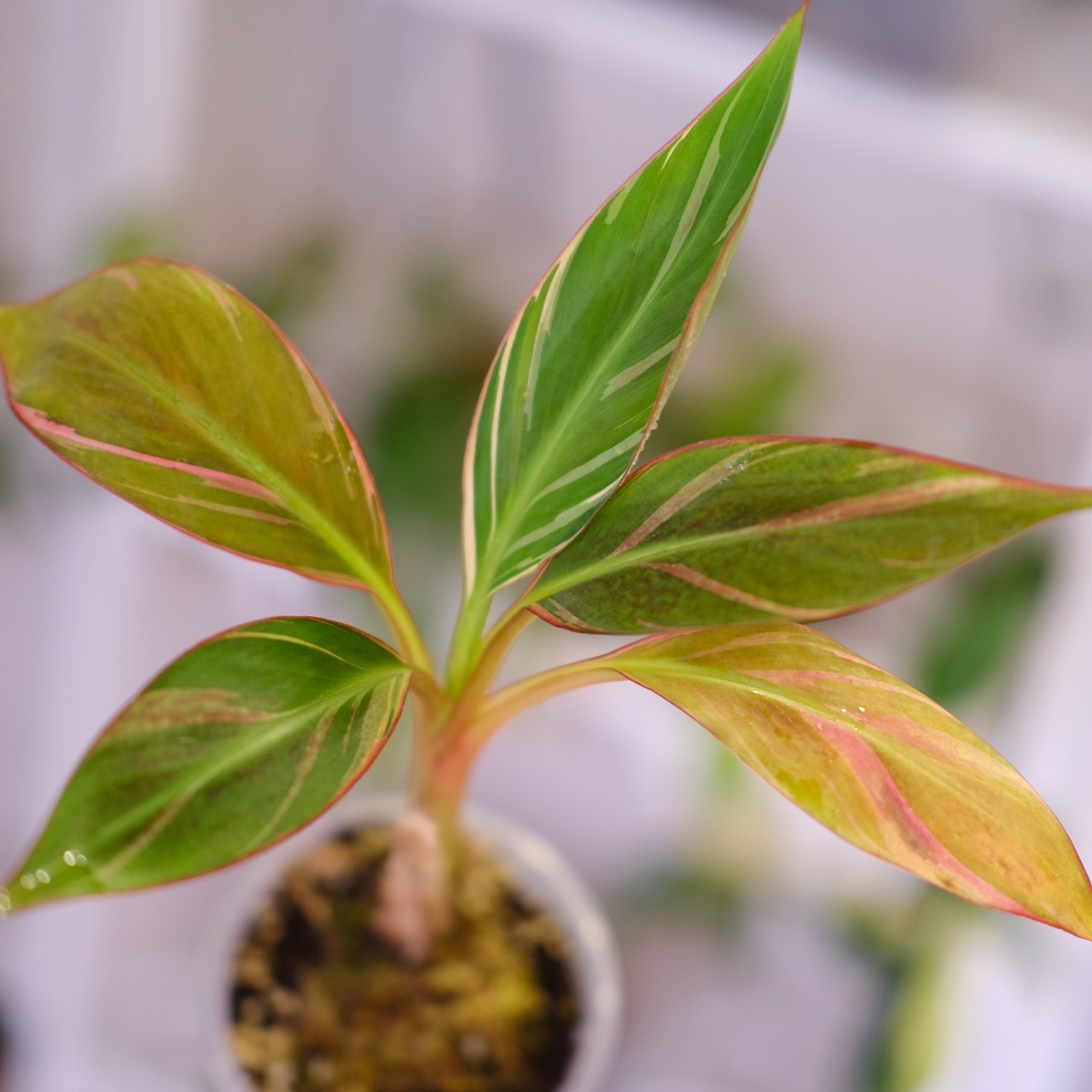 Banana Musa 'Nono' / ムサ ノノ (ピンク斑入バナナ)⑤