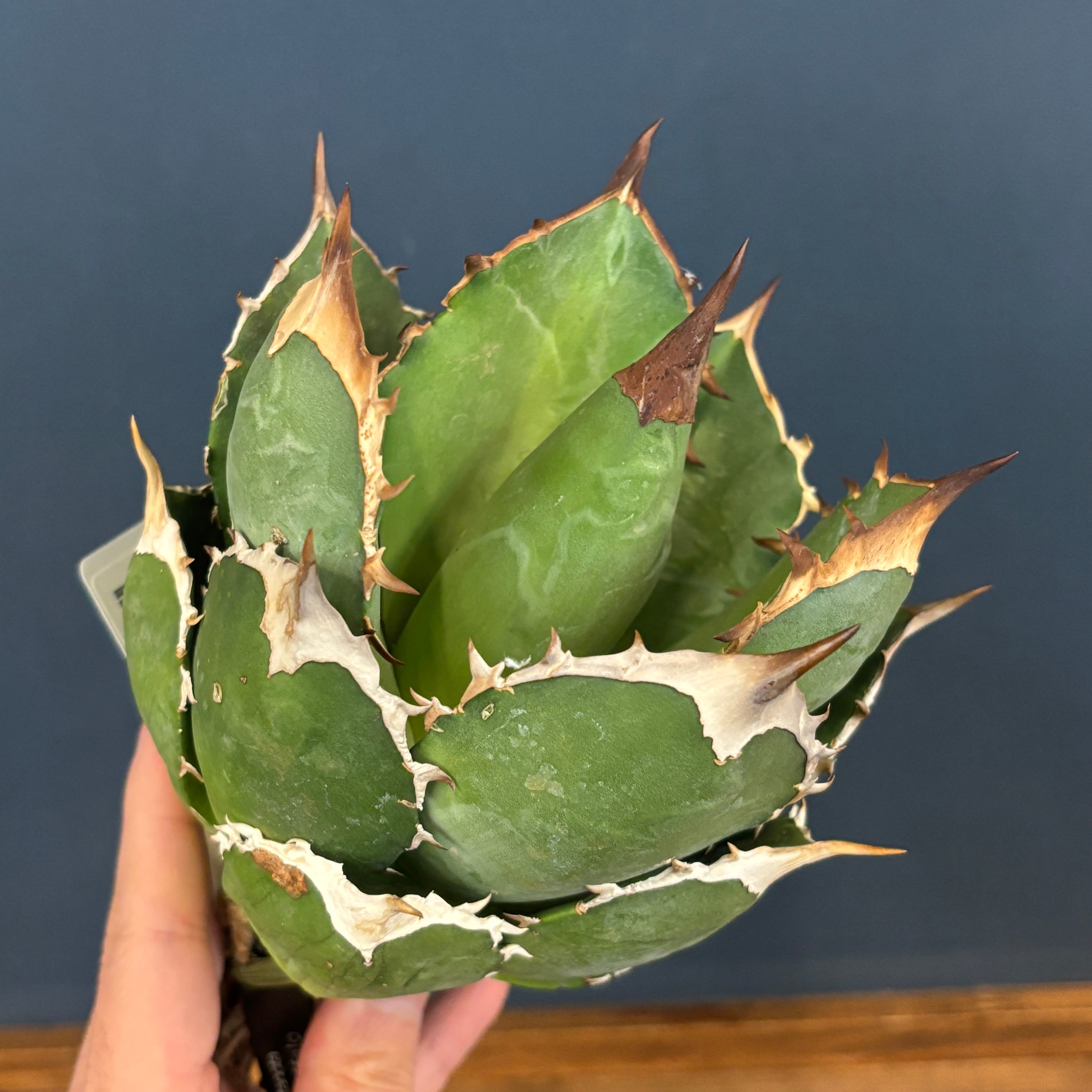 アガベ | PROTOLEAF プロトリーフ