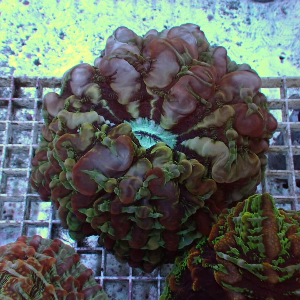 コハナガタサンゴ | HOUSE REEF(ハウスリーフ)サンゴ・海水魚・海藻