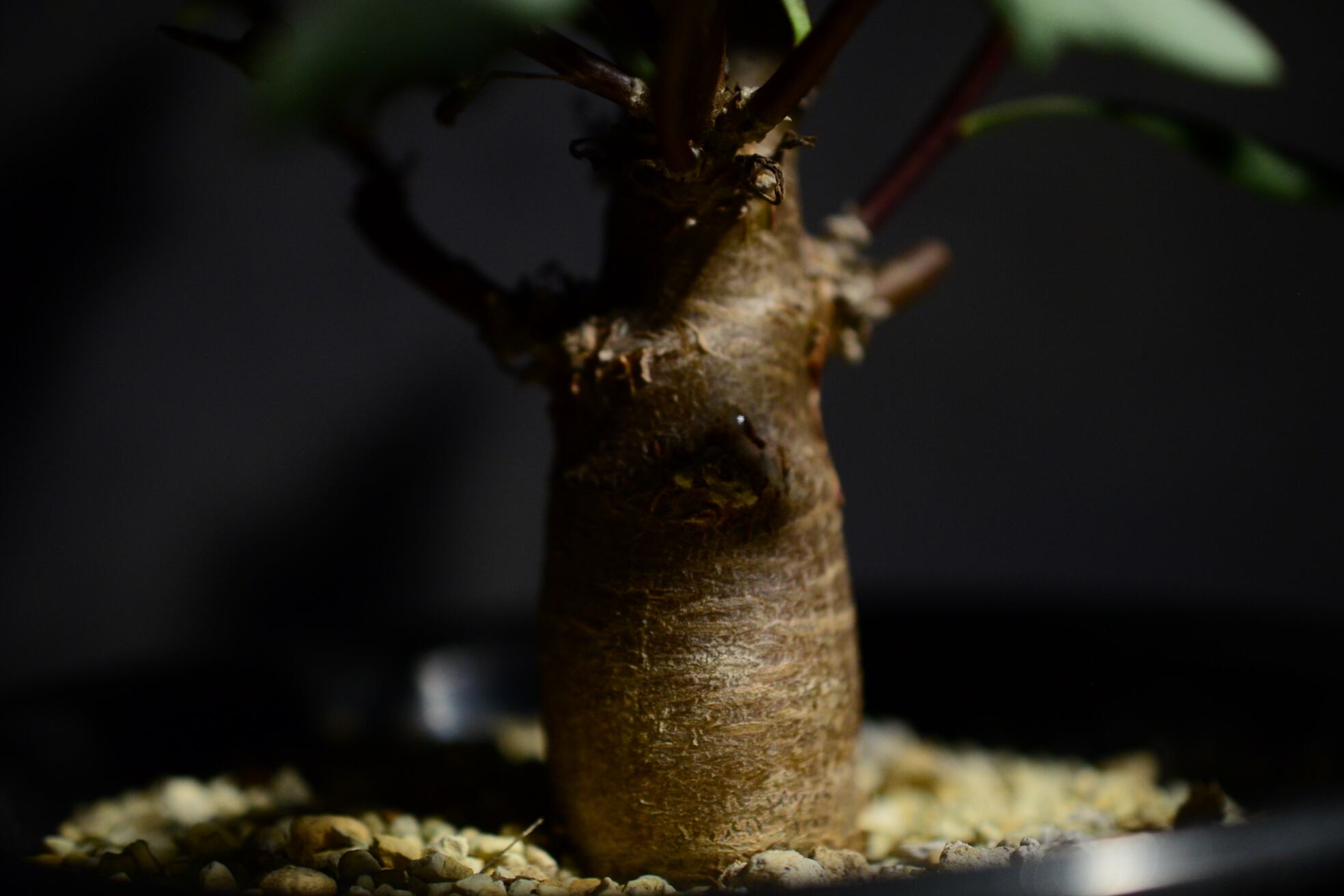 オトンナ ロバタ | N collect plants