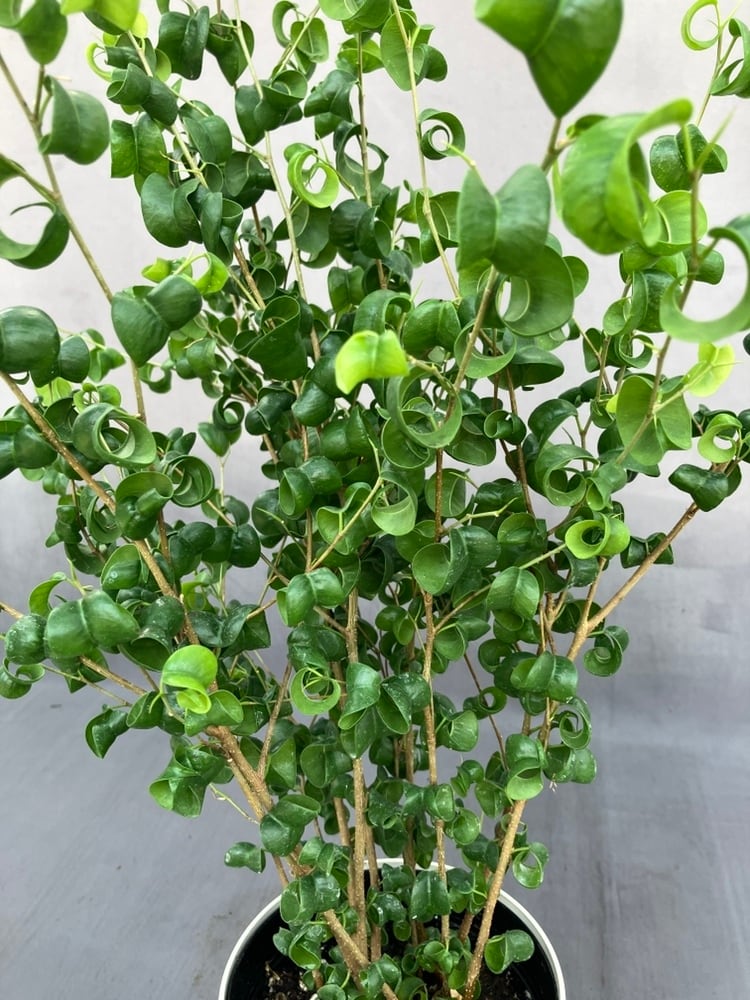 観葉植物 | 日本ライン花木センター