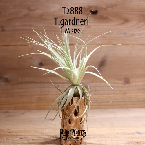 【送料無料】gardneri S〔エアプランツ〕現品発送T2888