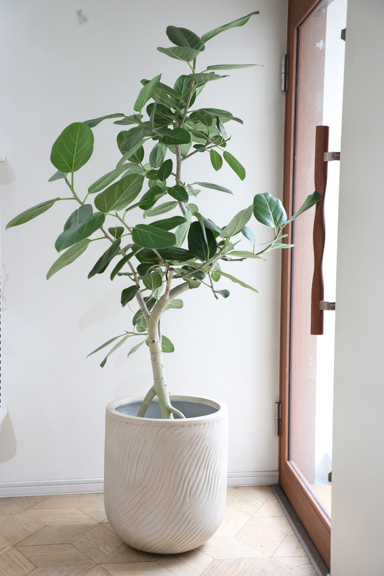 L/165cm】フィカス ベンガレンシス/Ficus benghalensis ※陶器鉢カバー