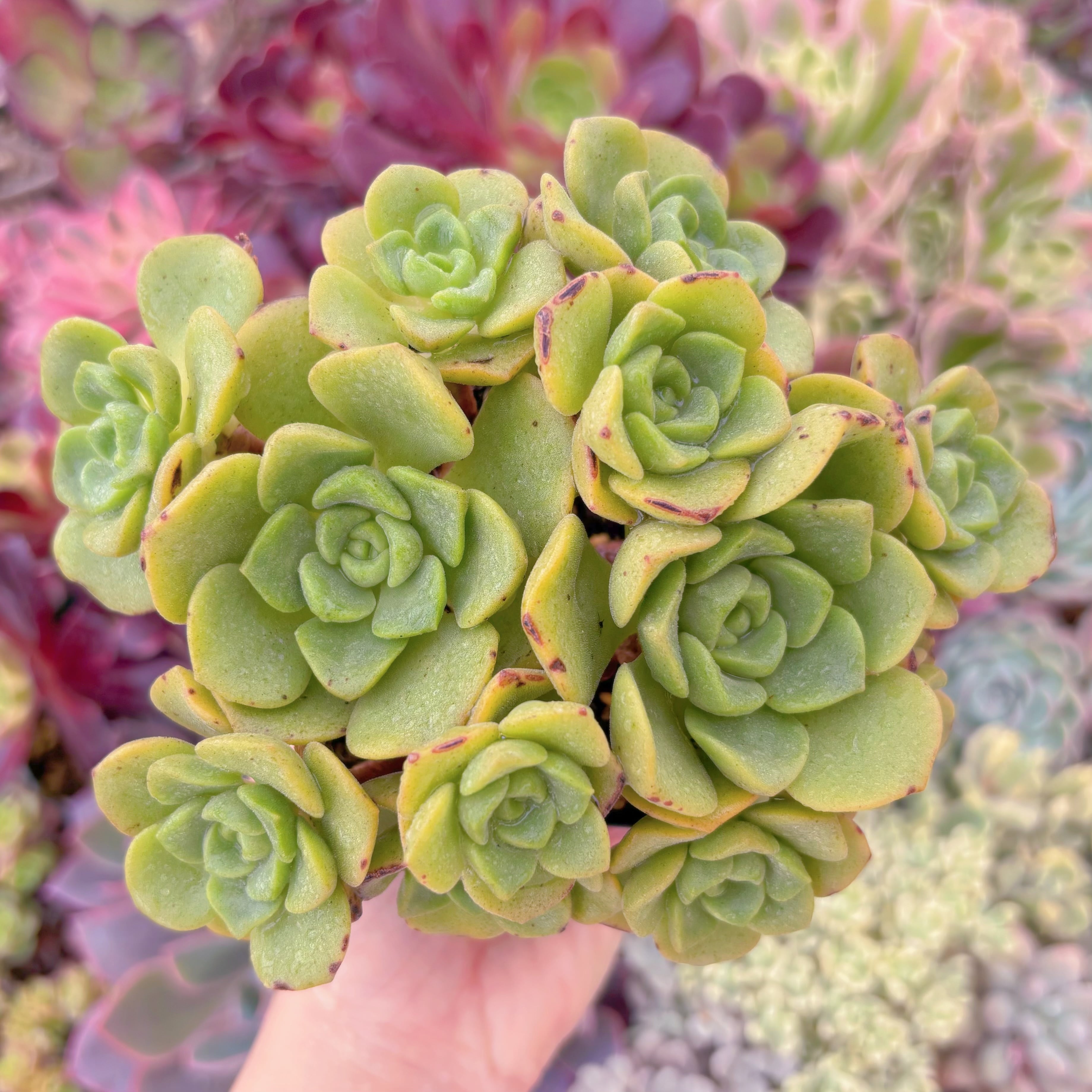 現品　リリーパット#F092　るる農園