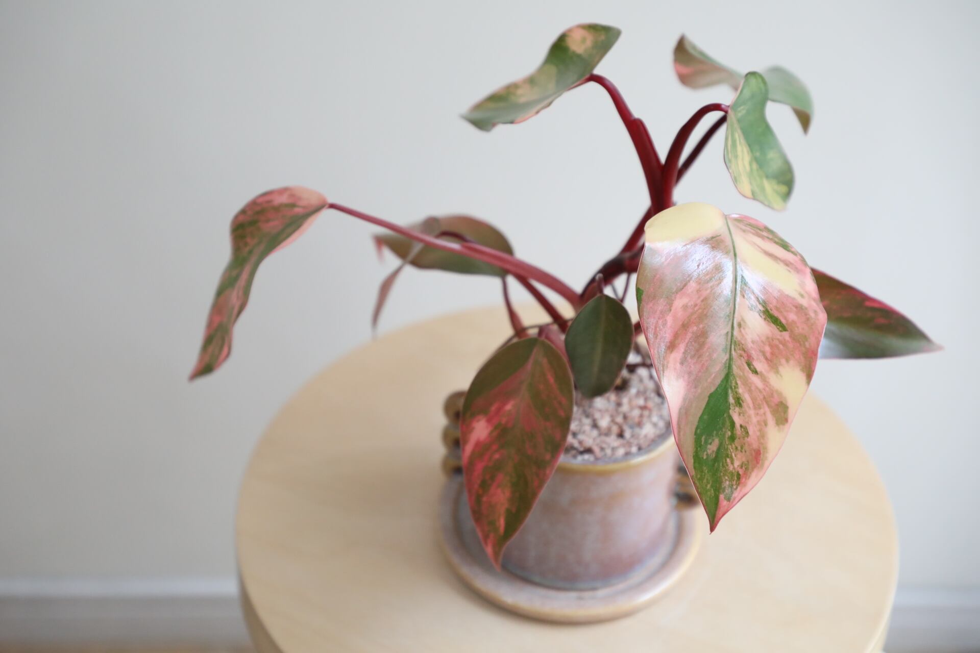 超希少❗️美斑❗️フィロデンドロン　ストロベリーシェイク✨ 希少】【M】フィロデンドロン ストロベリーシェイク/Philodendron