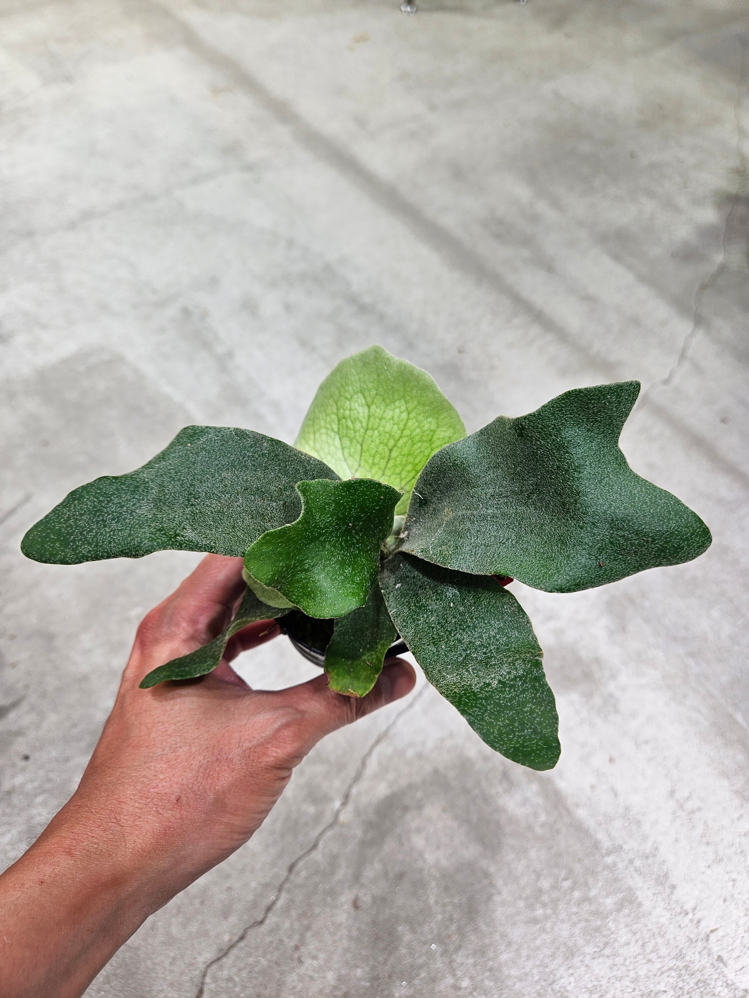 P.willinckii OMG × Ginka Spore 【artPLANTs/PLANTS GARAG