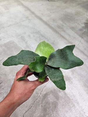 P.Bambi × P.willinckii Miami Tatsuta Variegated × P.woot Vp2【artPLANTs/PLANTS GARAGE 】ビカクシダ/PLANTS GARAGE