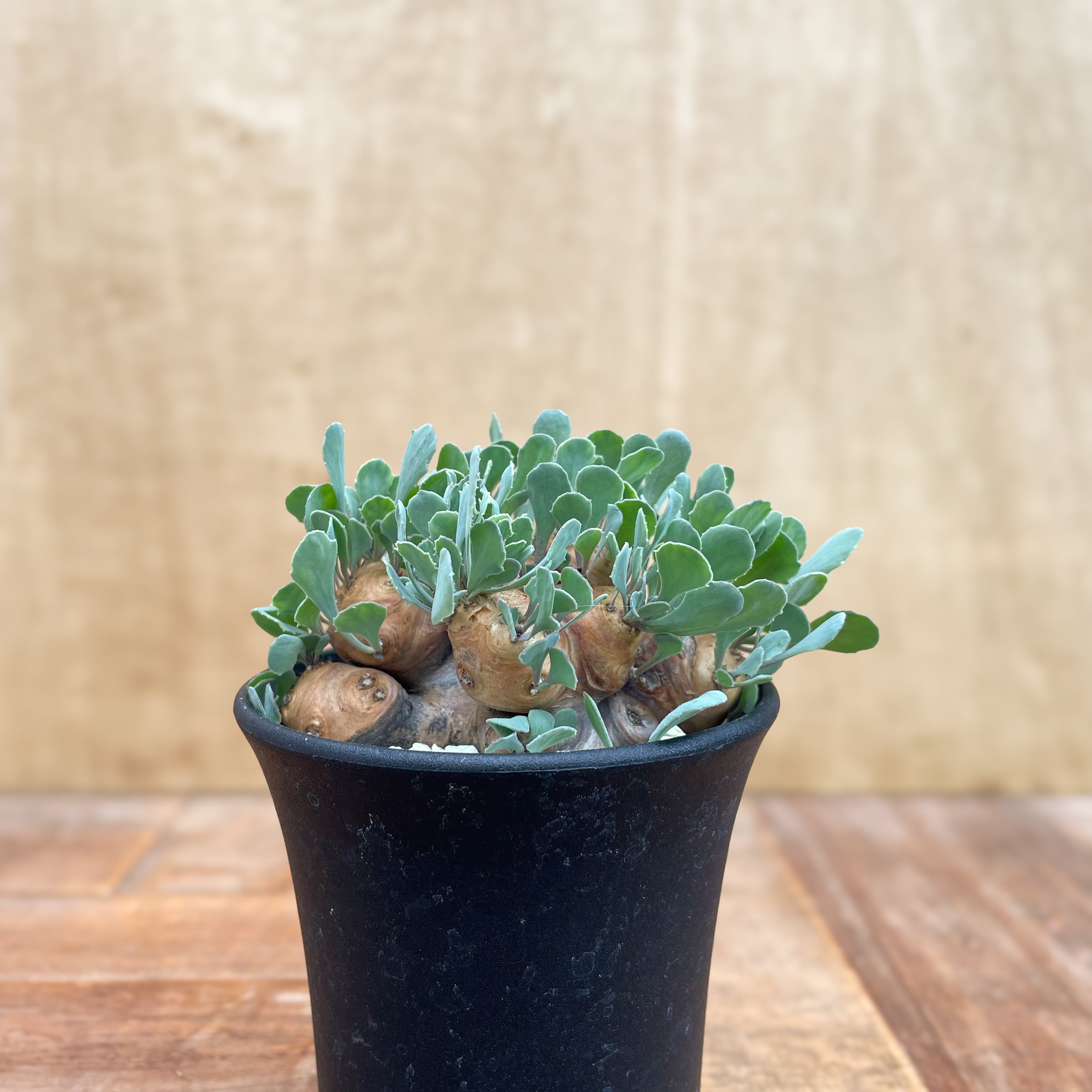 Othonna cacalioides【オトンナ・カカリオイデス】 | RIMO'S GREEN