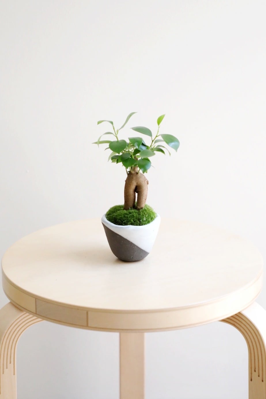 S】ガジュマル 盆栽/Ficus microcarpa | 【厳選植物・器】MIDORI
