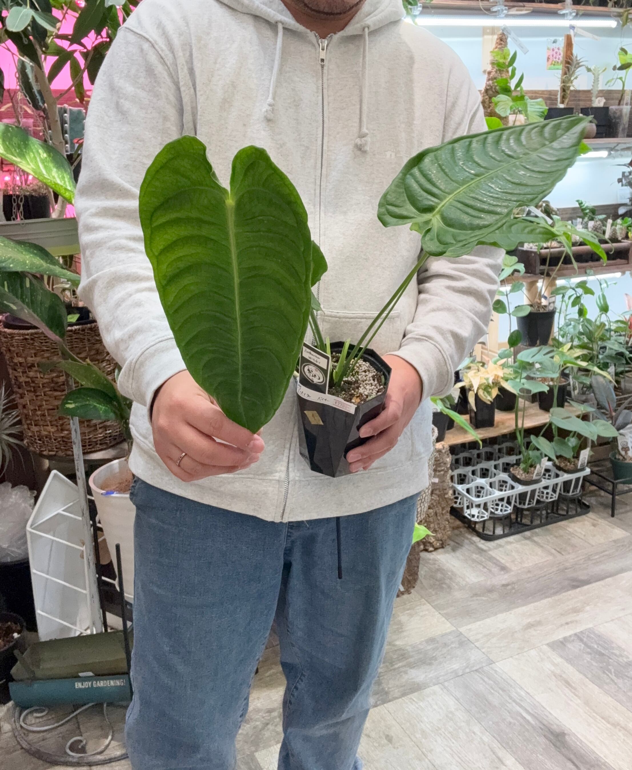 ① アンスリウム ベイチー | Gardenえん 【観葉熱帯植物】 ① アンスリウム ベイチー | Gardenえん 【観葉熱帯植物】