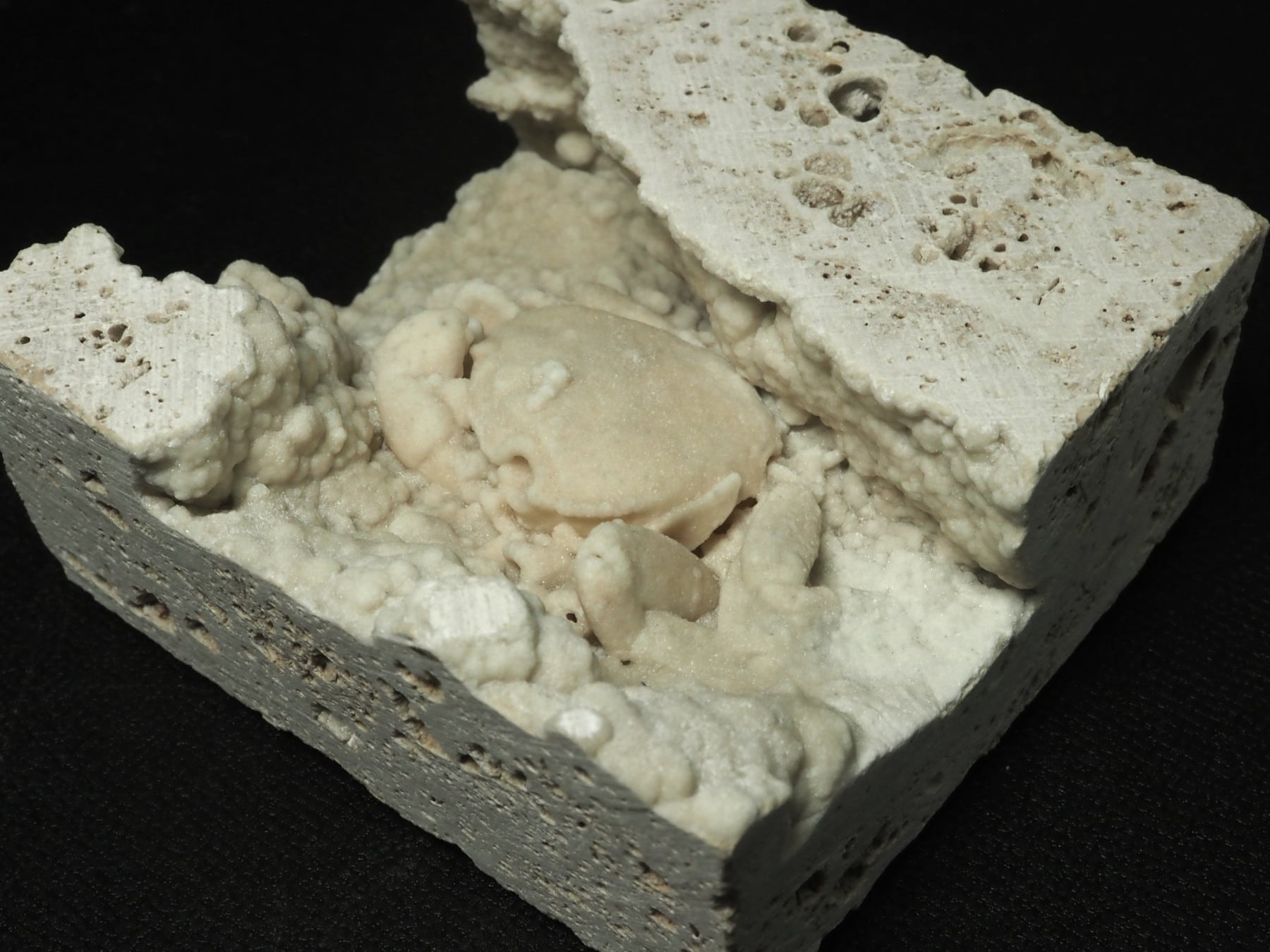 カニの化石【Potamon sp.】【272 g】トルコ共和国産/蟹/エビ/魚 | 化石