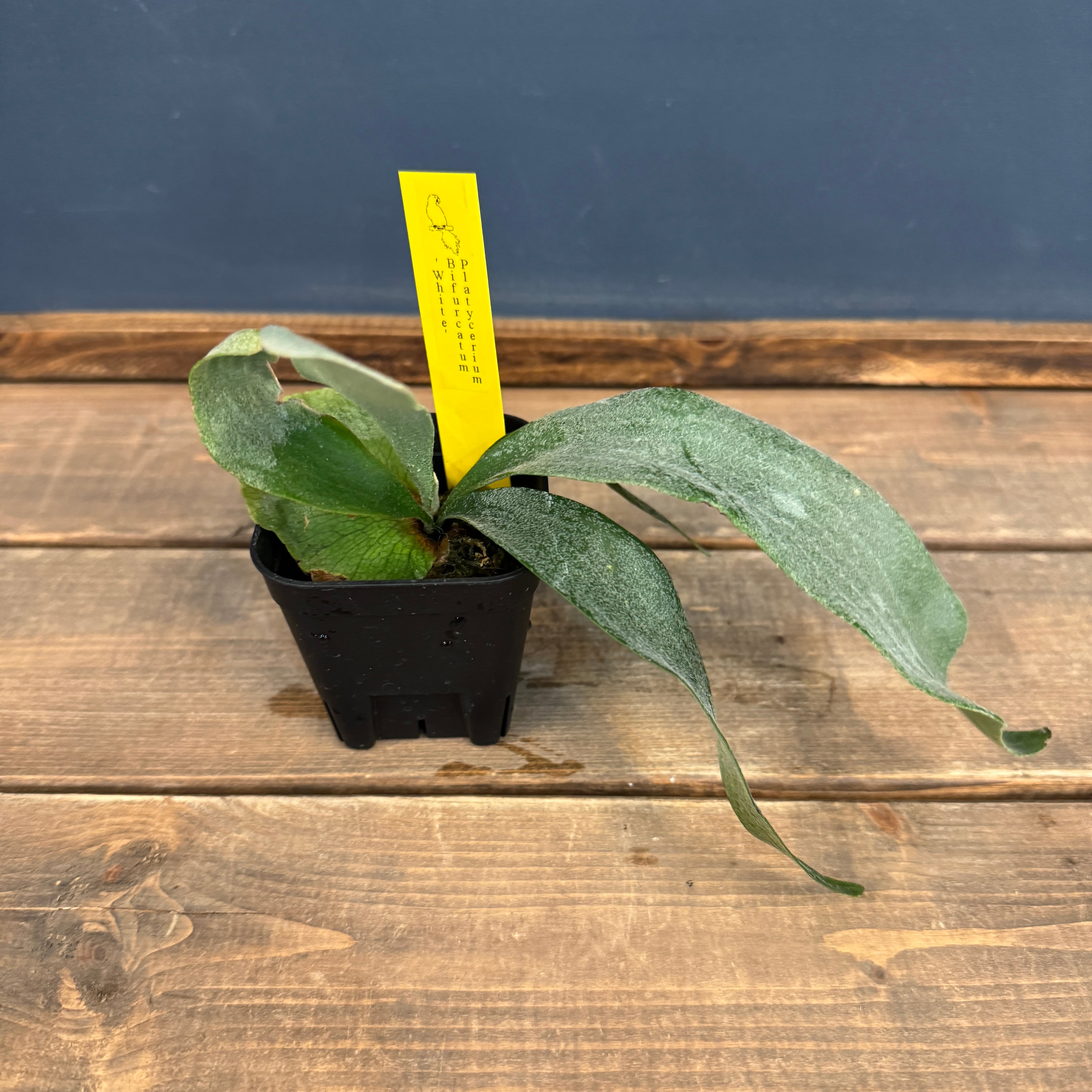 ビカクシダ | PROTOLEAF プロトリーフ