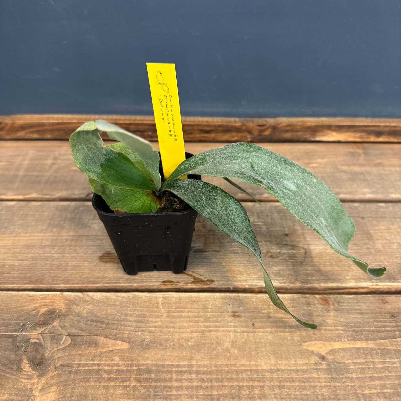 ビカクシダ Bifurcatum white【307】