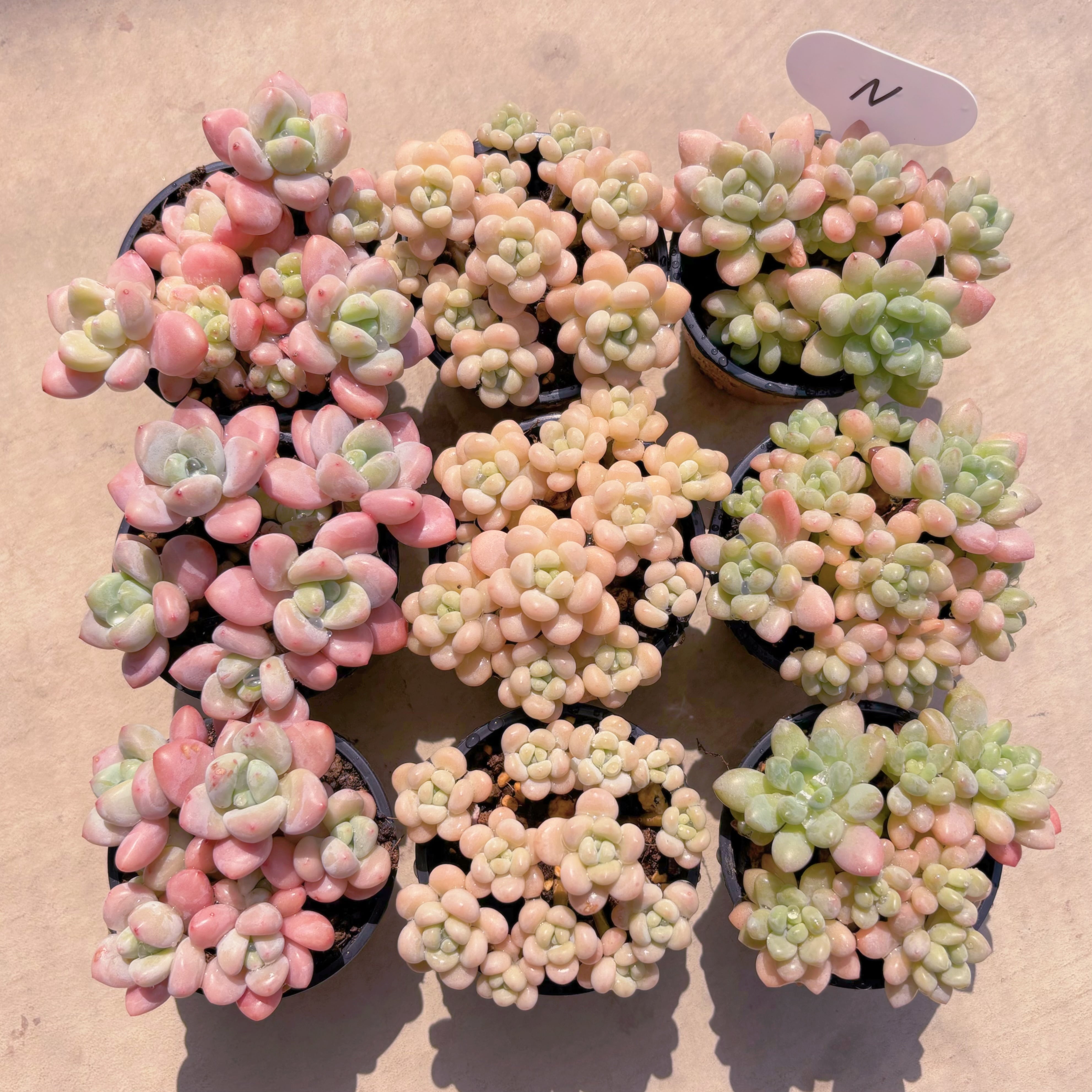 BASE販売会セットN