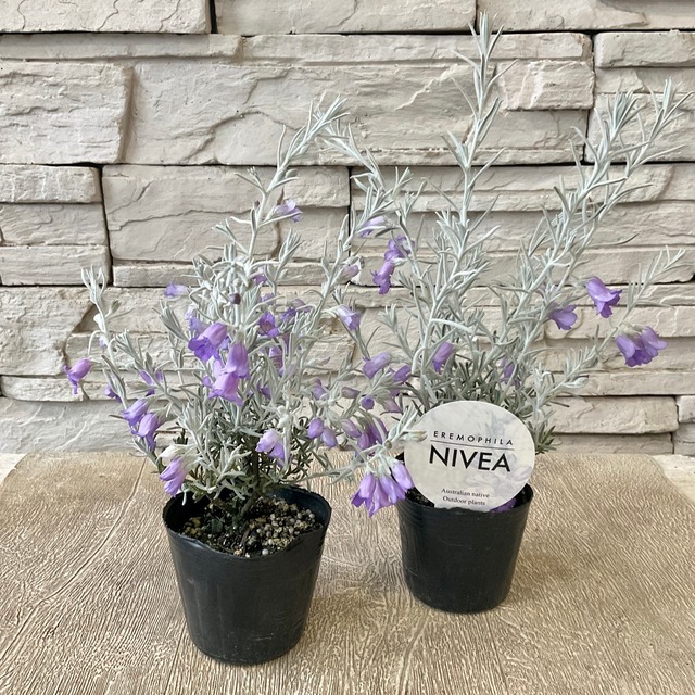 エレモフィラ ニベア 3寸ポット 橋本種苗園 エレモフィラ ニベア 3寸ポット 橋本種苗園