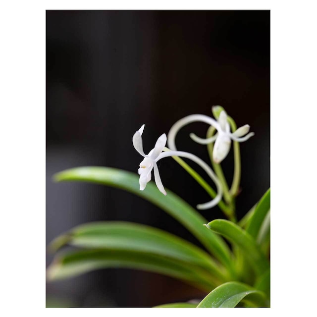 Vanda falcata（Fuuran）