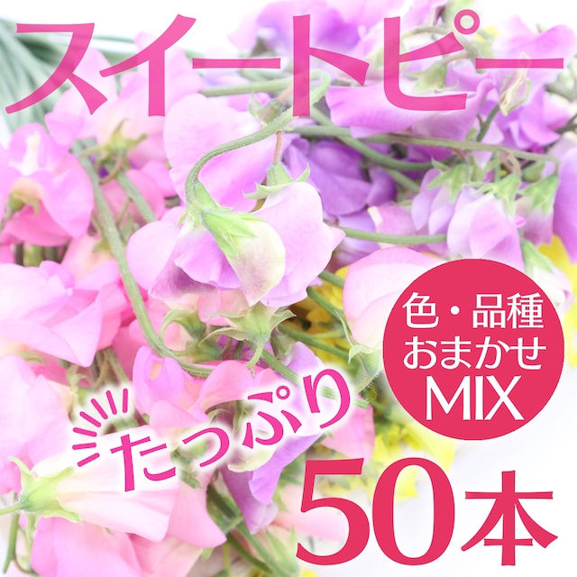 〈終了しました〉スイートピー 50本〈春色☆パステルカラー〉★フラワーロス支援