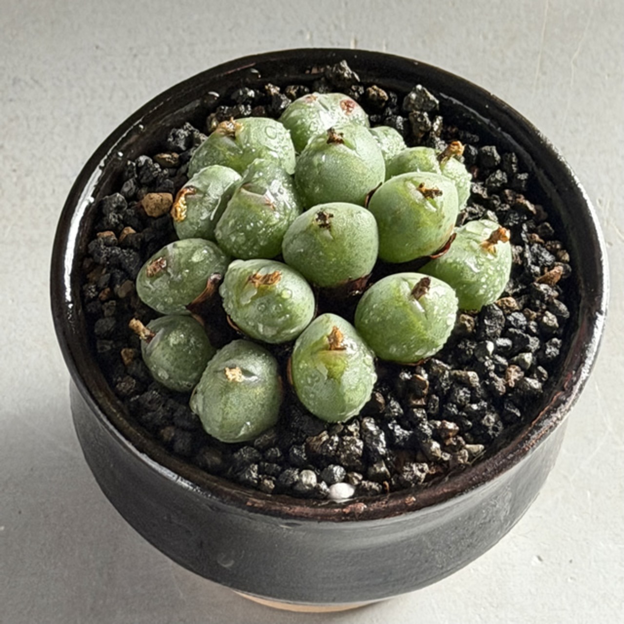 コノフィツム・ウビフォルメクラルム　Conophytum uviforme
