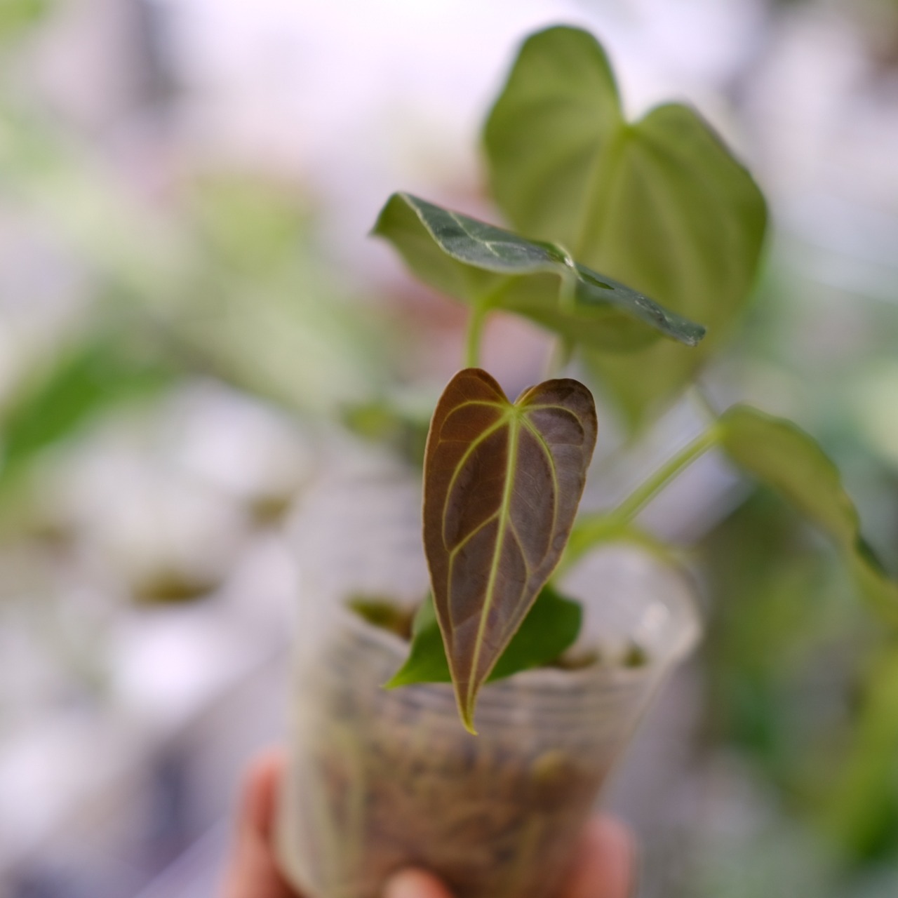 アンスリウム・レガレ / Anthurium Regale⑨