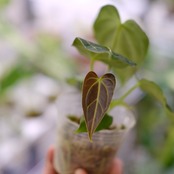 アンスリウム・レガレ / Anthurium Regale⑨