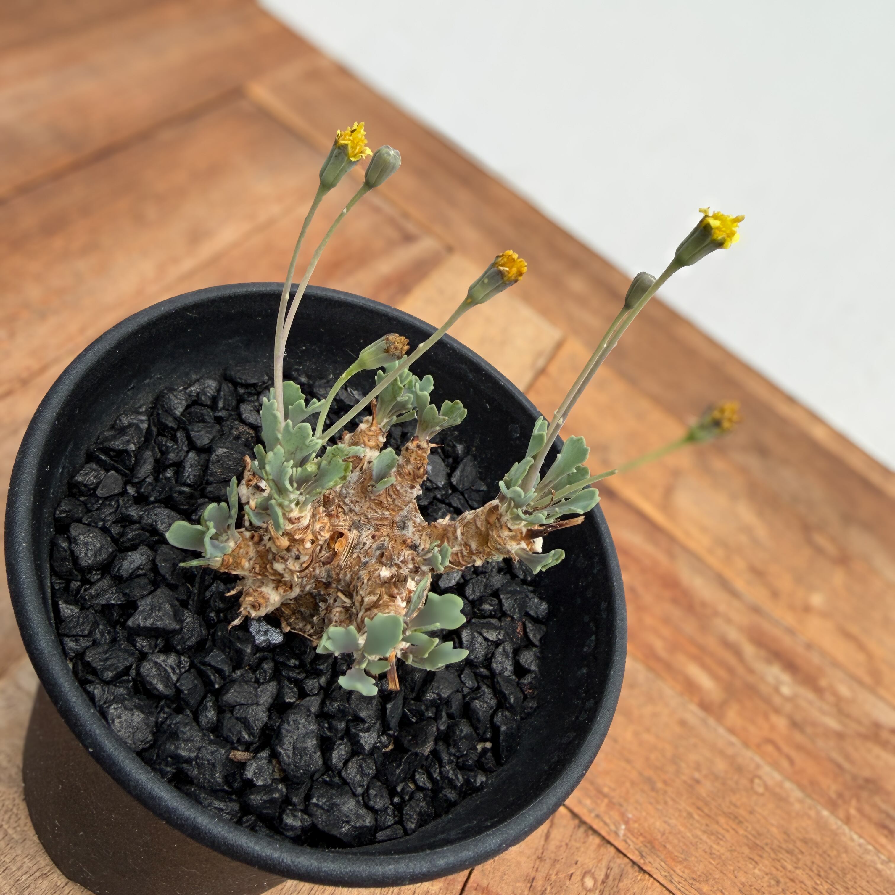 Othonna steinkopf×euphorbioides【スタインコフ×ユーフォルビオイデス