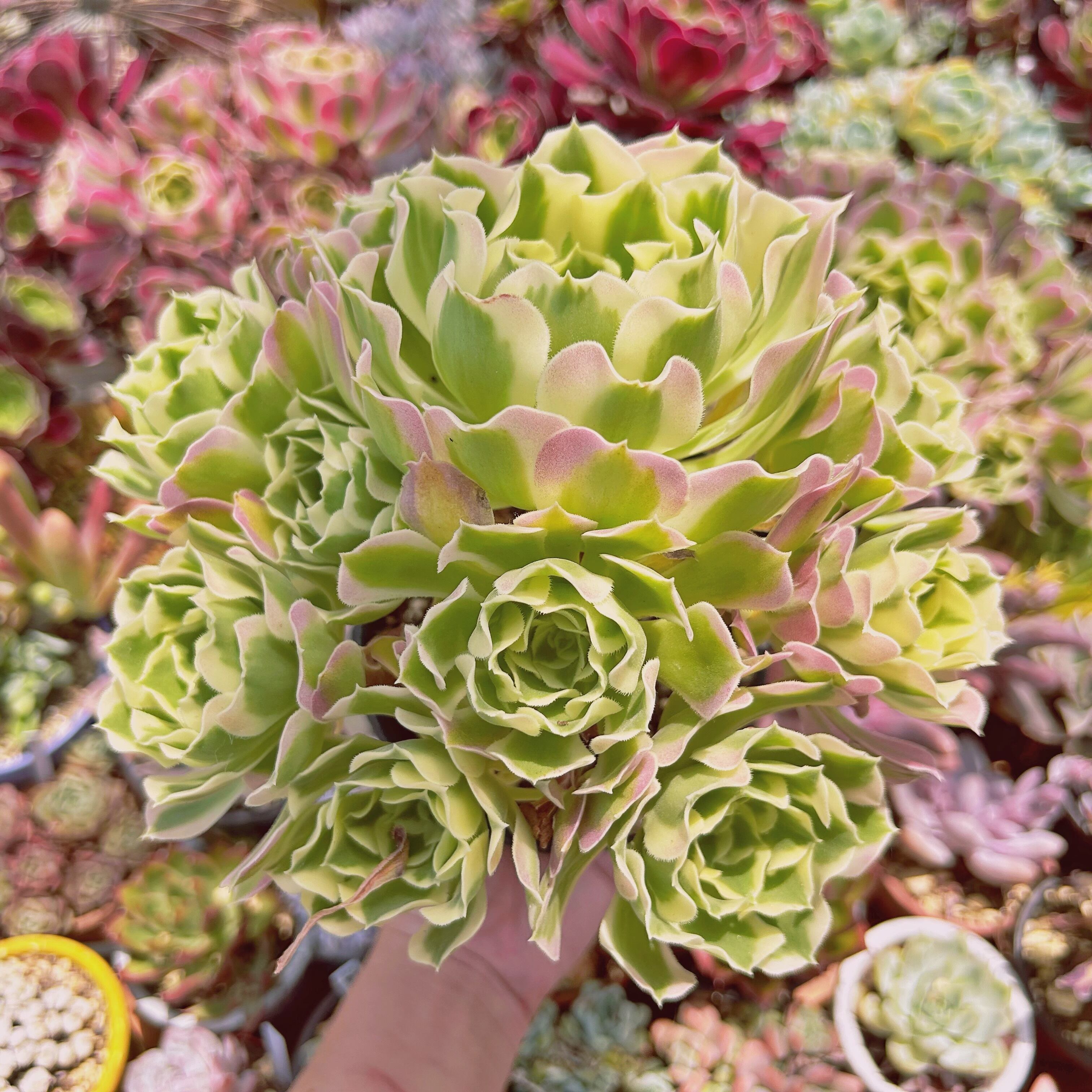 1163現物 多肉植物 Aeonium 白鳳錦 特特大 | るる農園~多肉植物専門