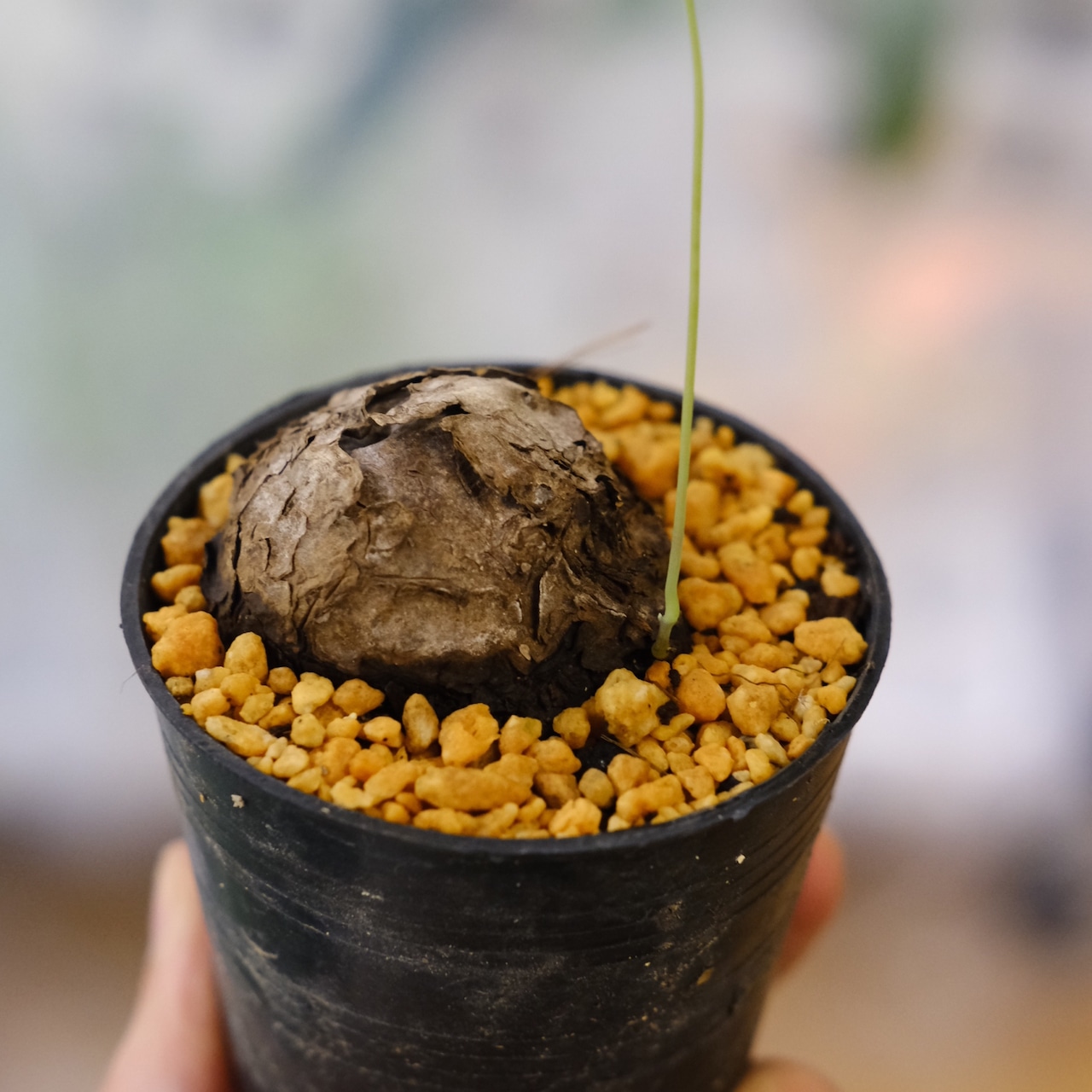 Stephania kaweesakii / ステファニア カウィーサキー⑩ / 観葉植物