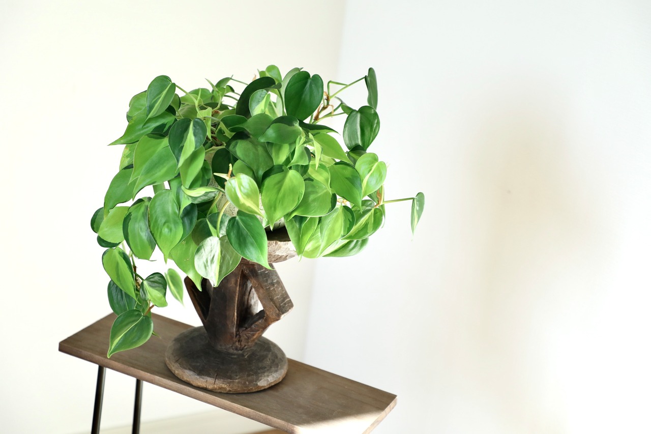 フィロデンドロン ブラジル/Philodendron Brazil　※陶器鉢付き